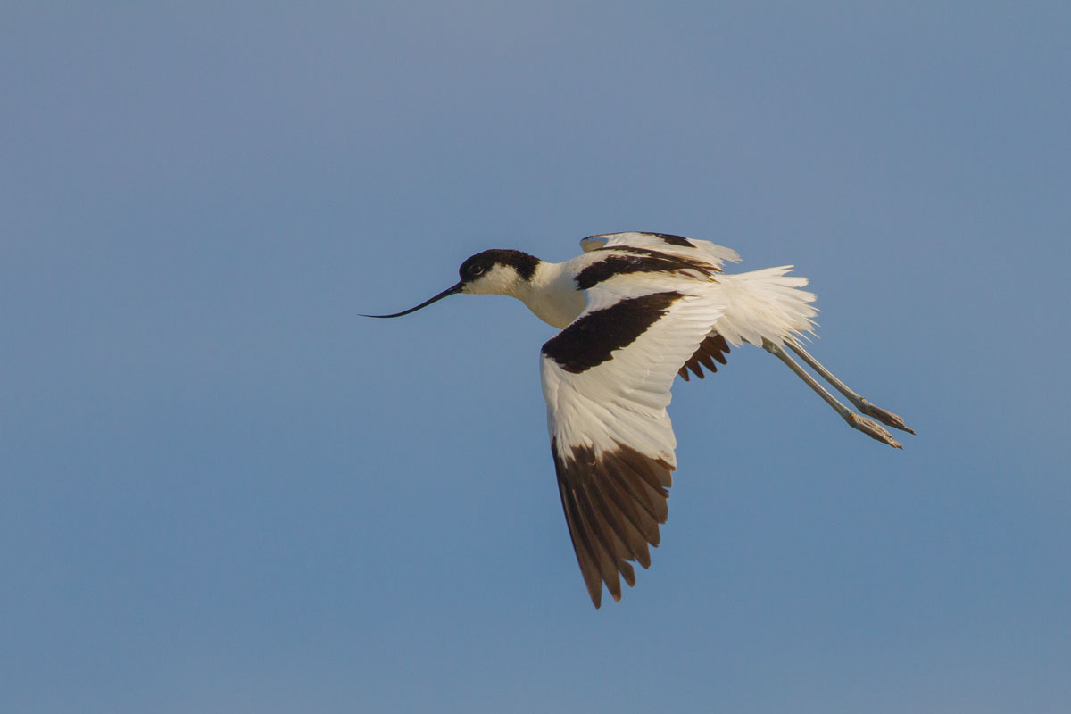 In flight
