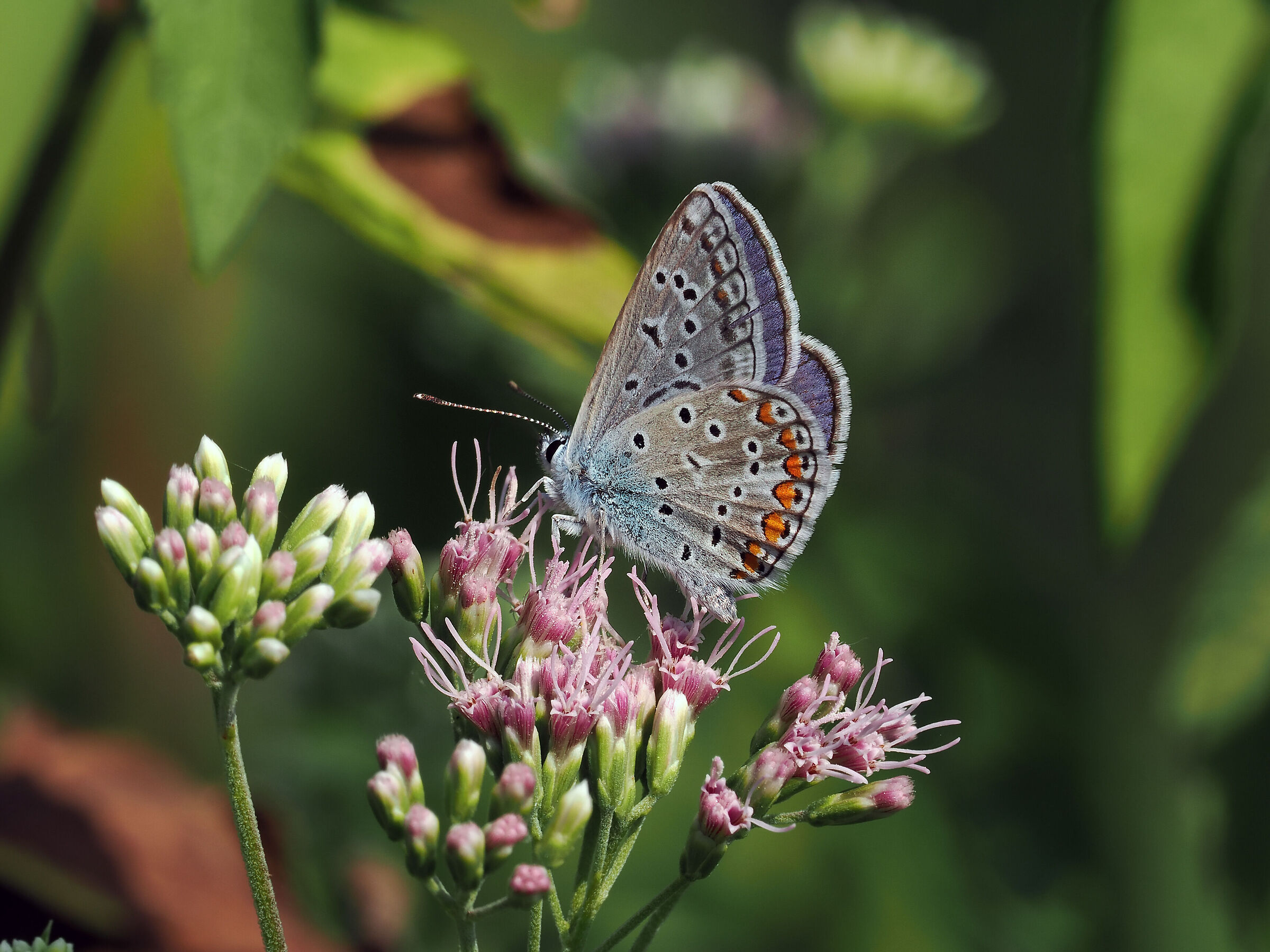 Argo azzurro Polyommatus icarus