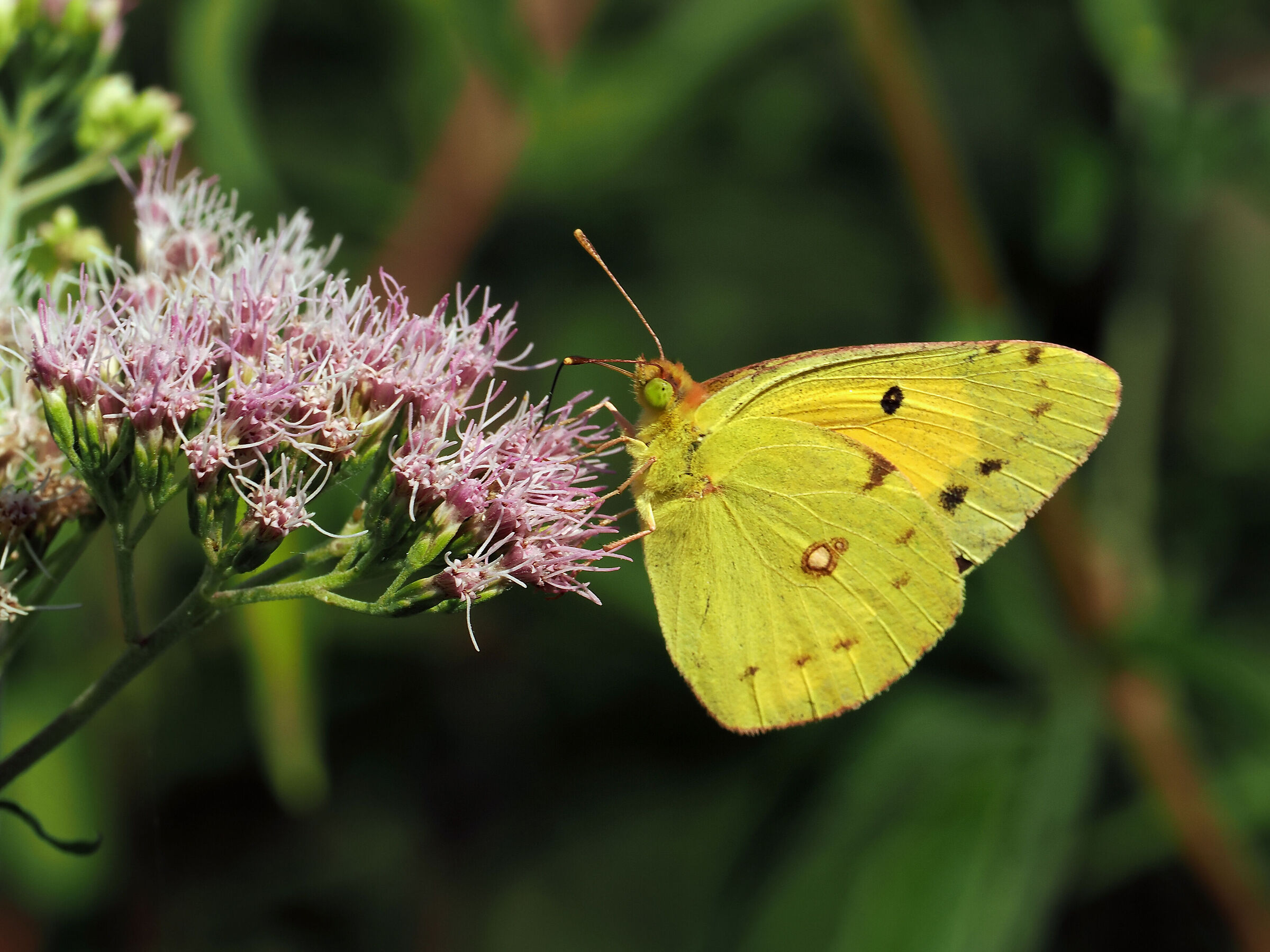 Crocea Colias croceus