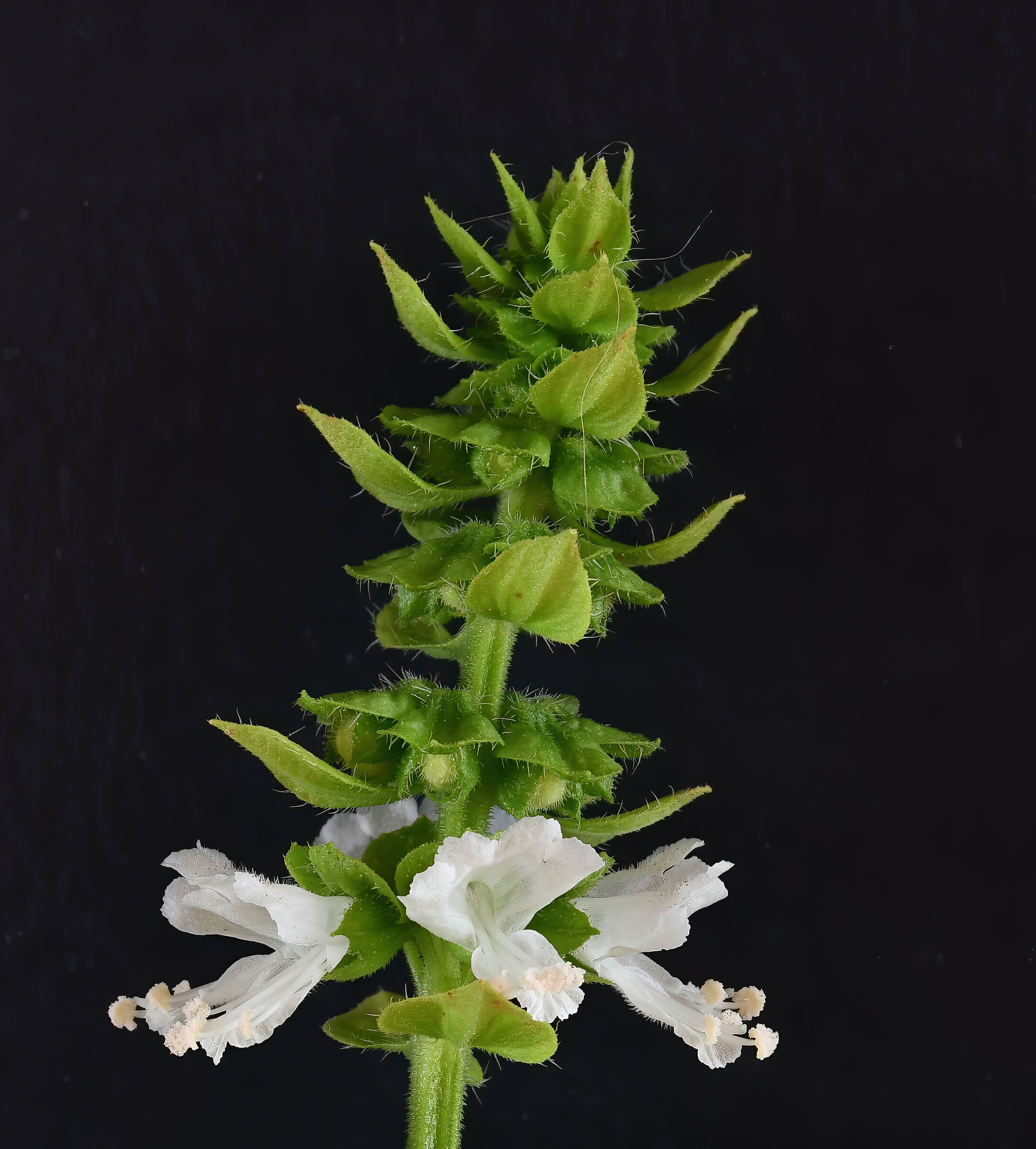 Fiori di basilico...