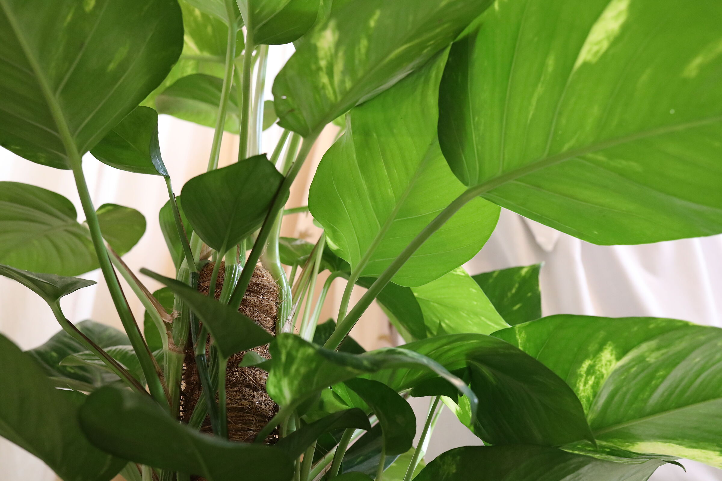 @" ISO 6 Thousand 400 " Canon 5 D IV-35, F.2 IS USM