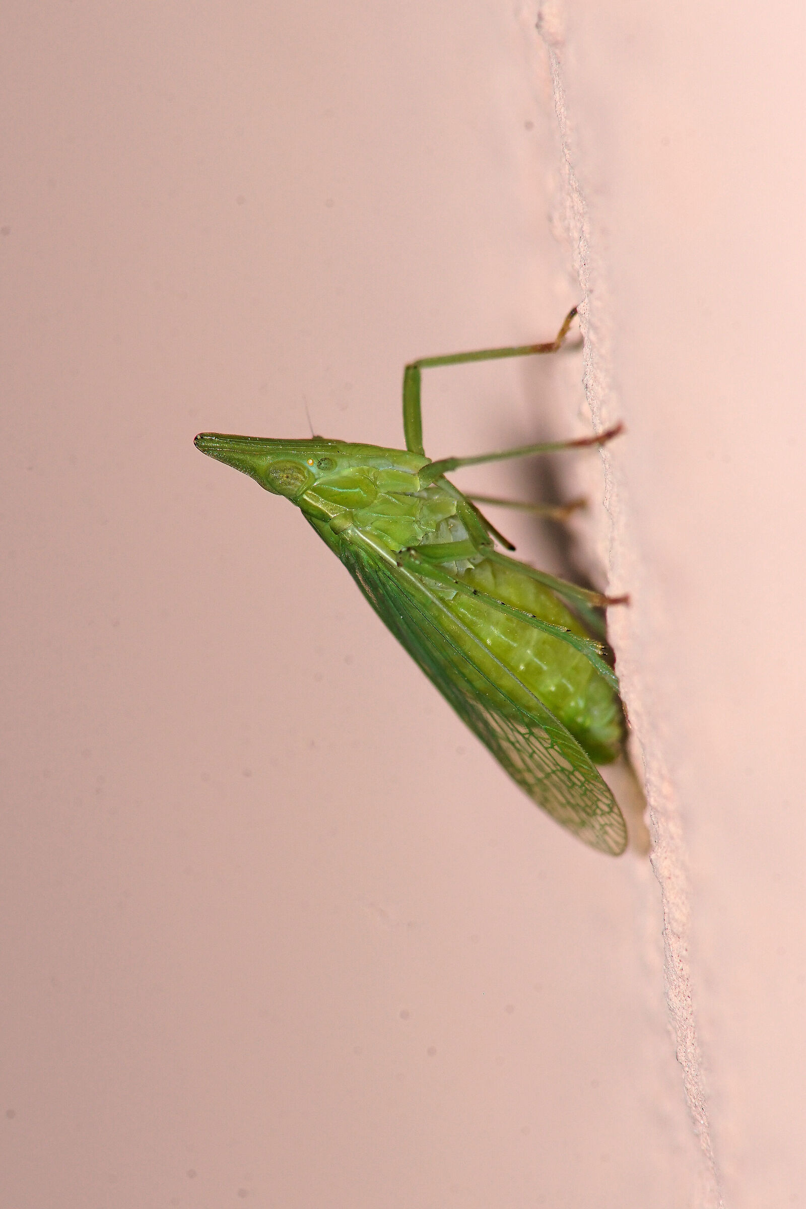 Le forme geometriche della Dictyophara