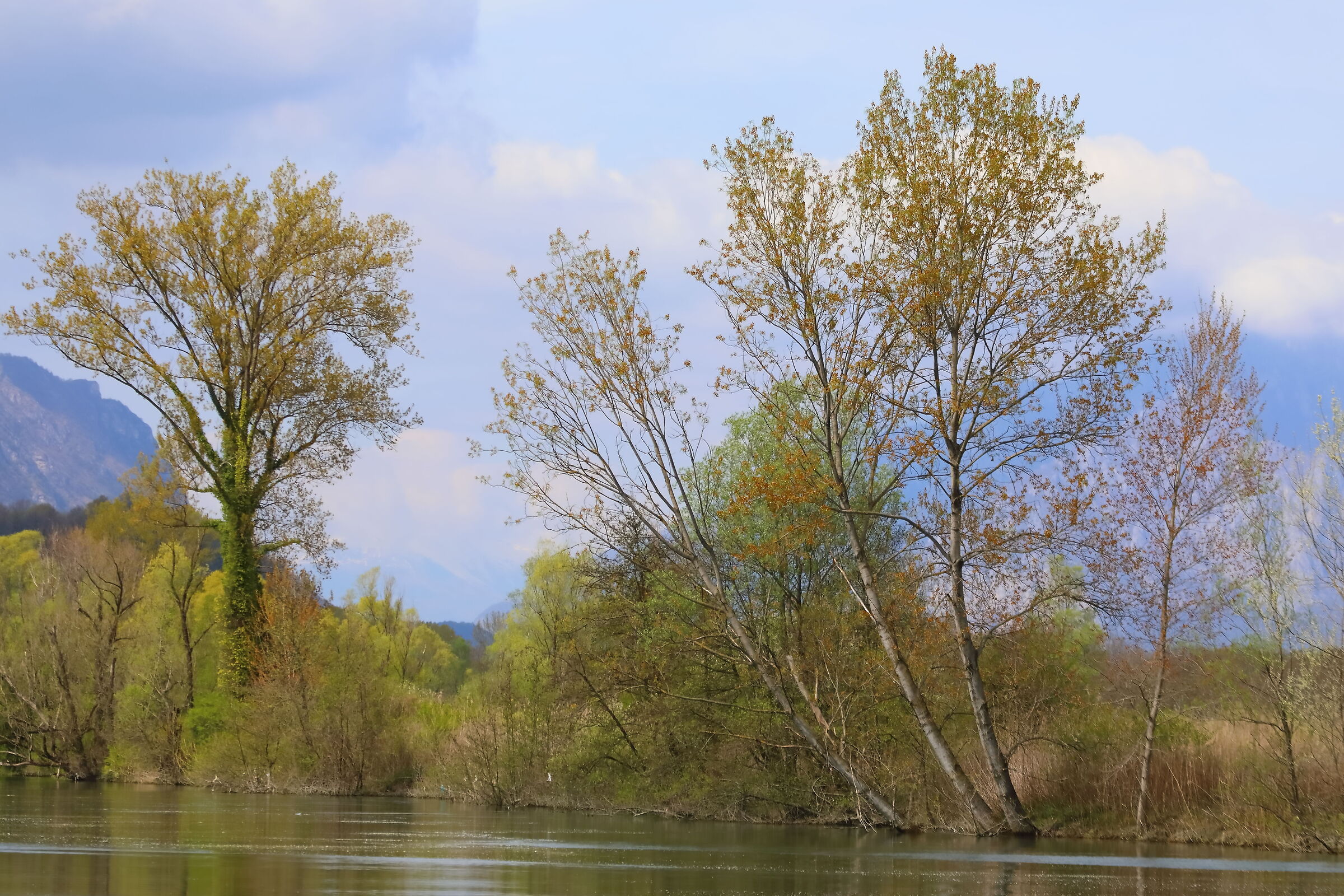 Fiume Adda 05 aprile 2024 - 0032