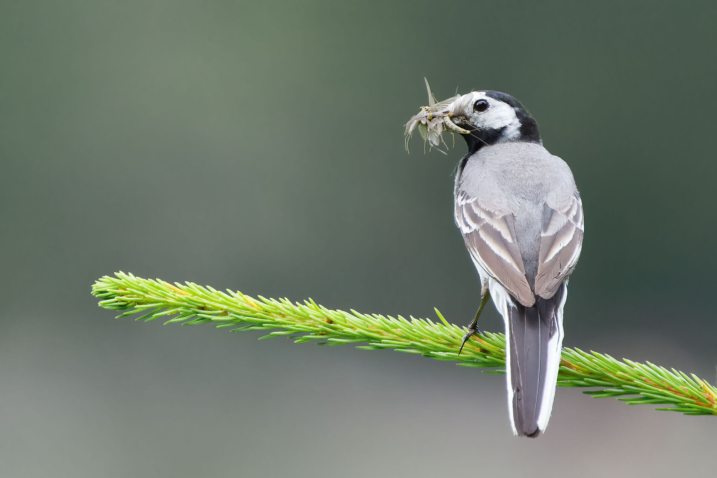 Ballerina bianca (Motacilla alba)