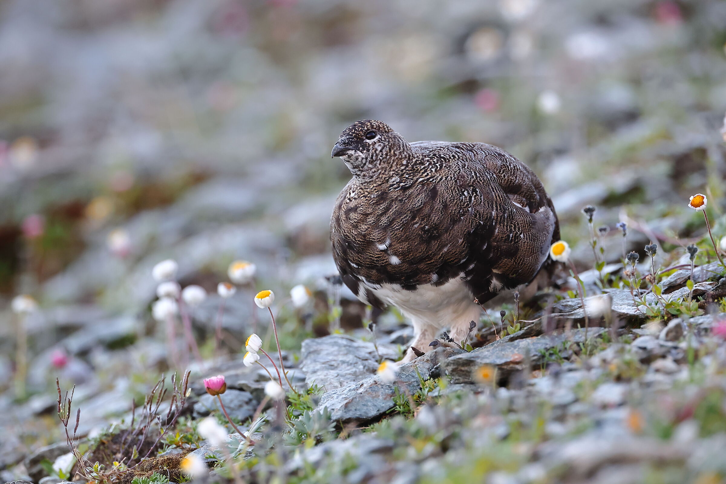 Pernice bianca in abito estivo in the flowers