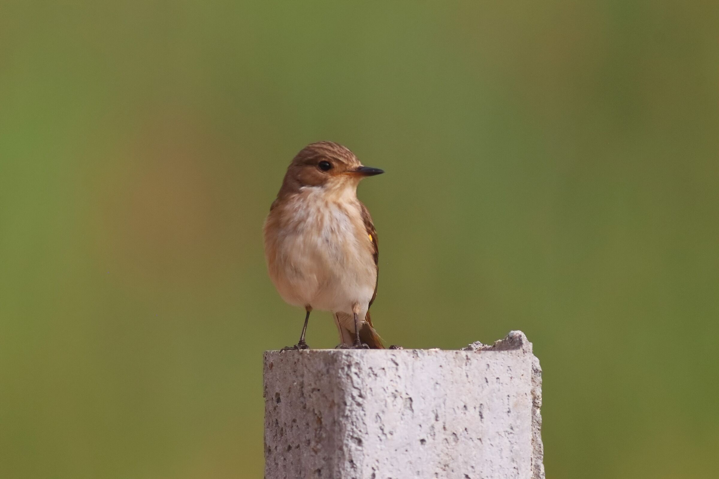 Pigliamosche 20-06-2024 - 0726