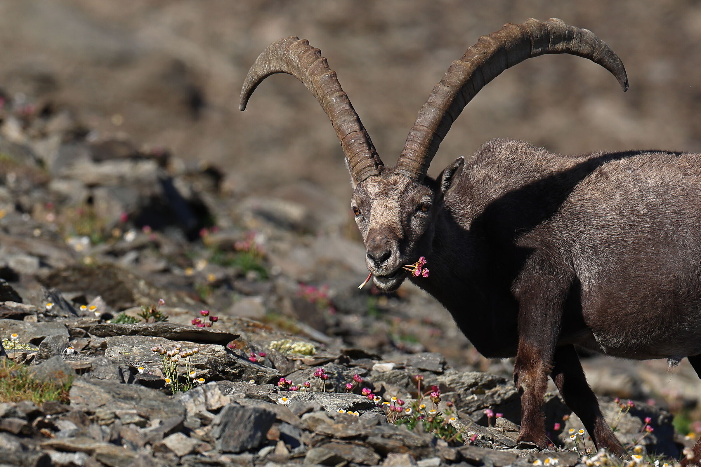 Quel mazzolin di fiori
