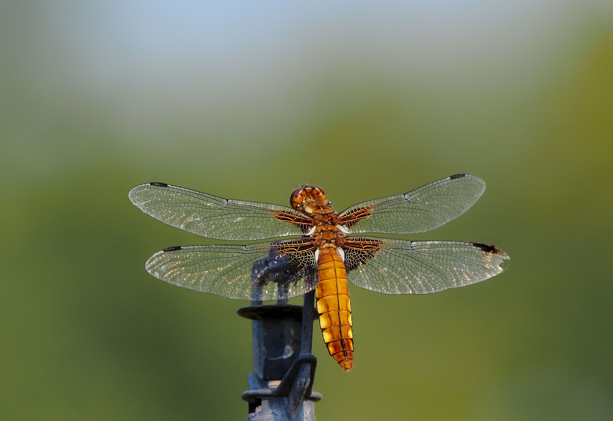 Depressed dragonfly (female)