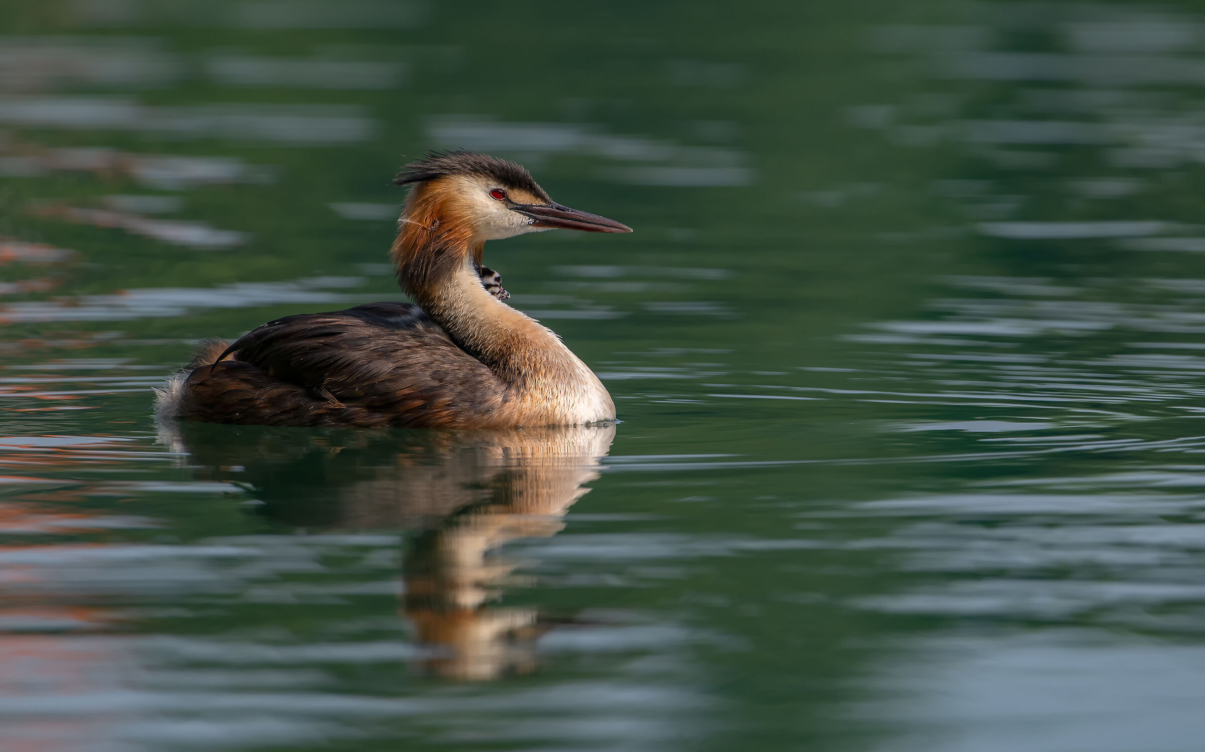 Grebe with pullet