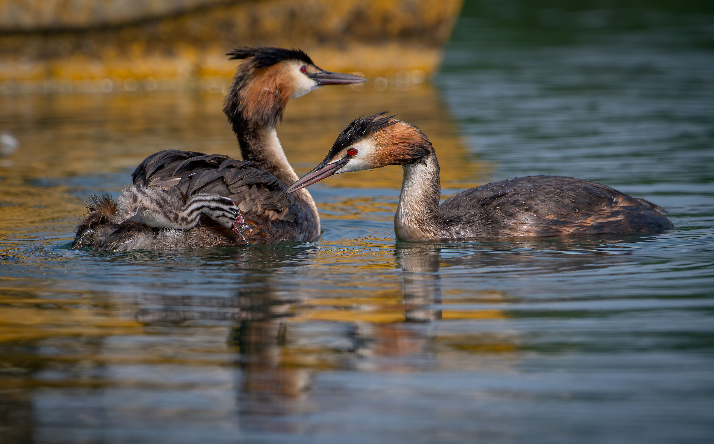 Grebe: the cue