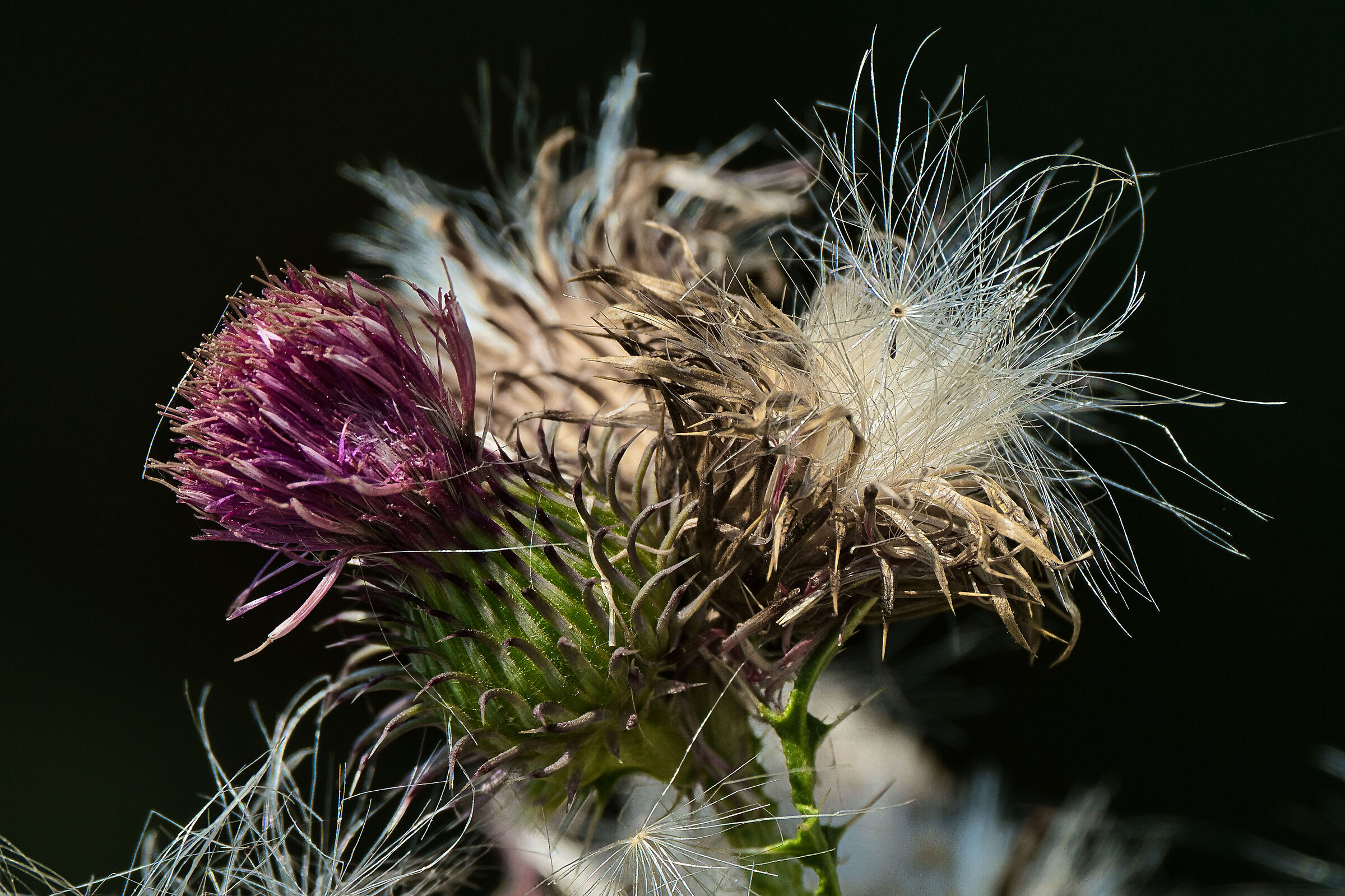 Test Fuji 70-300 sharpness