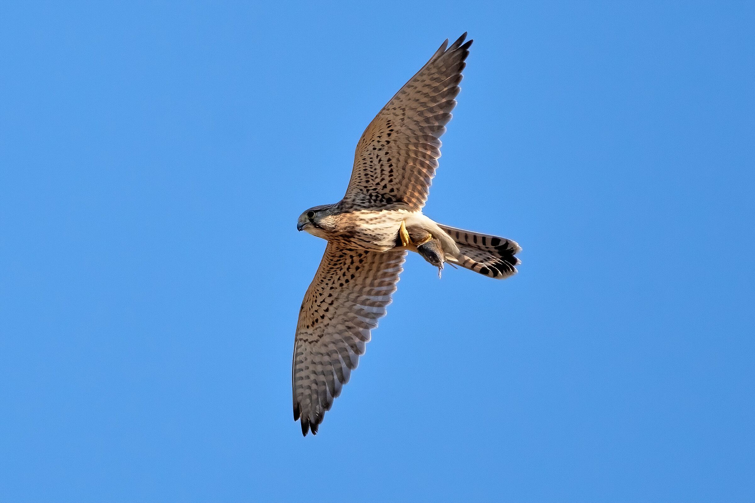Kestrel with a beautiful mouse in its claws