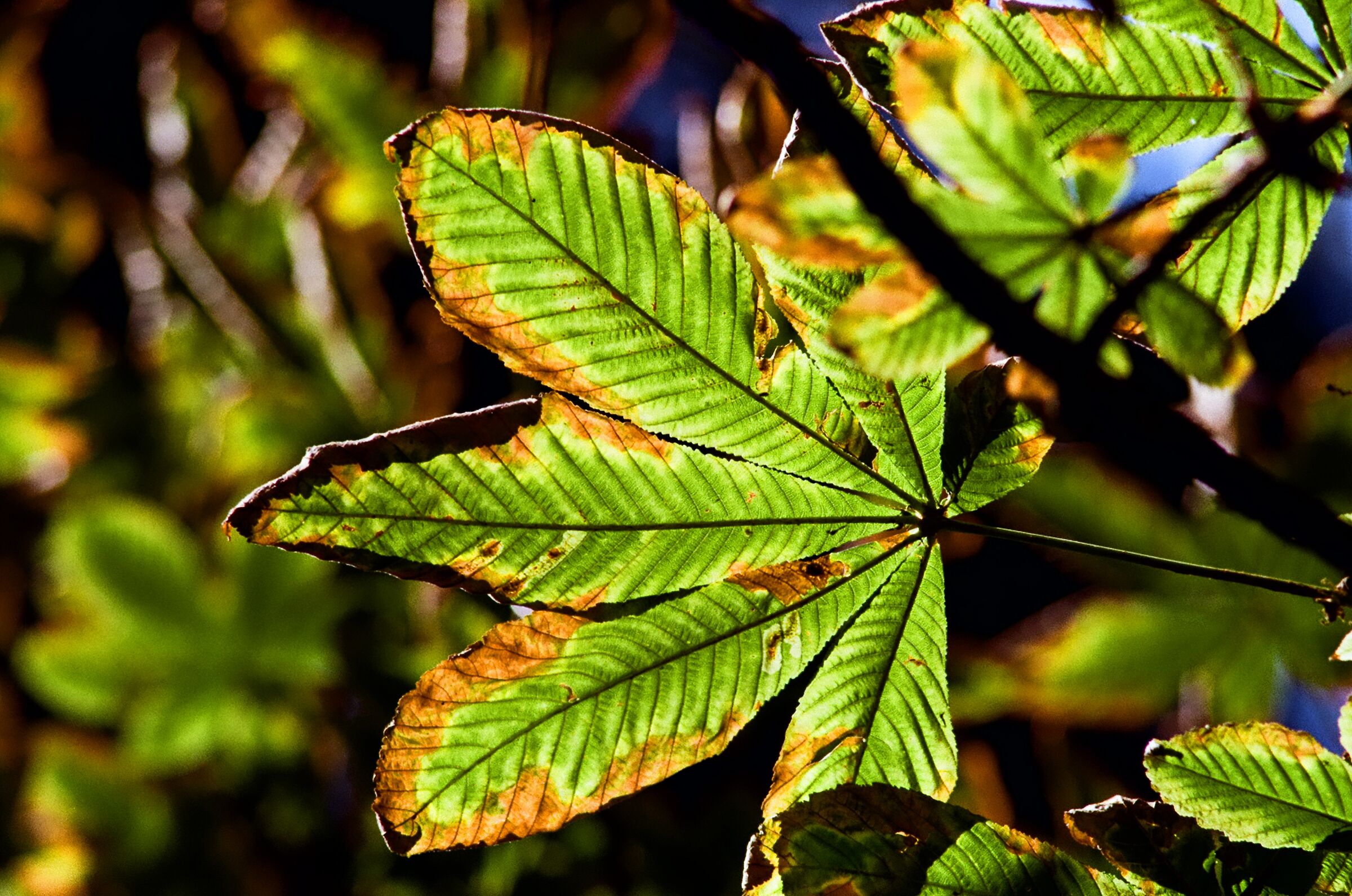 50 sfumature di verde