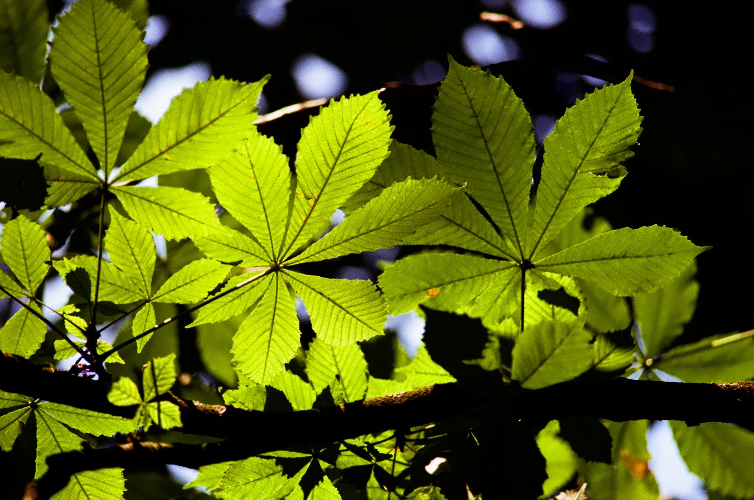 verde delicato