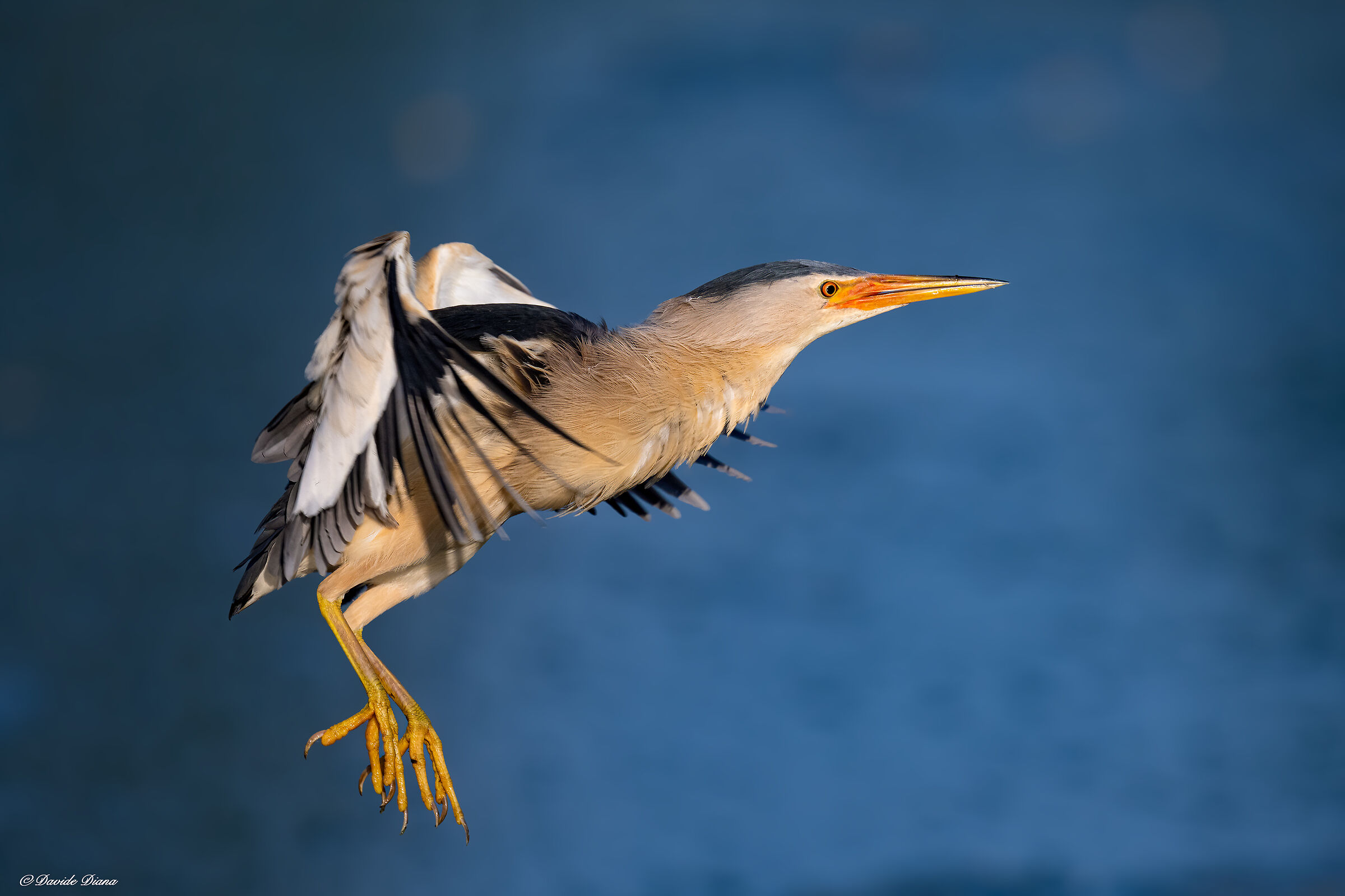 Tarabusino