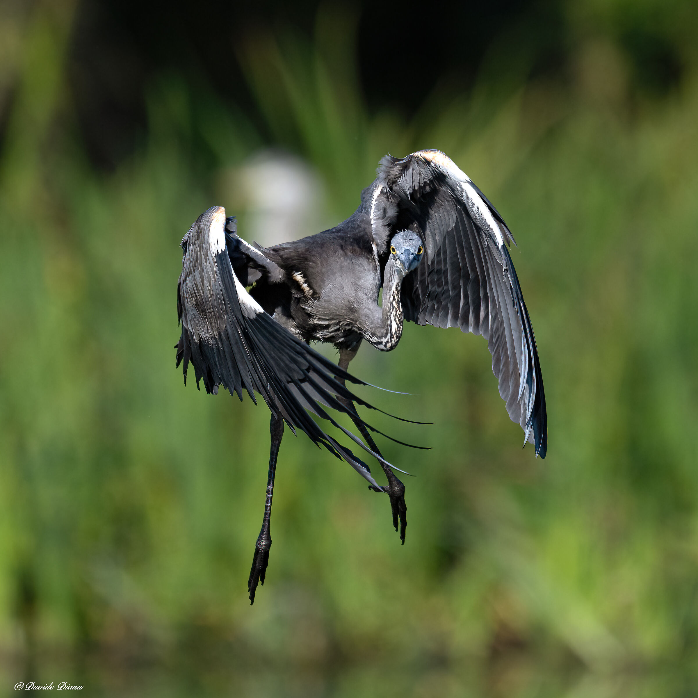 Grey heron