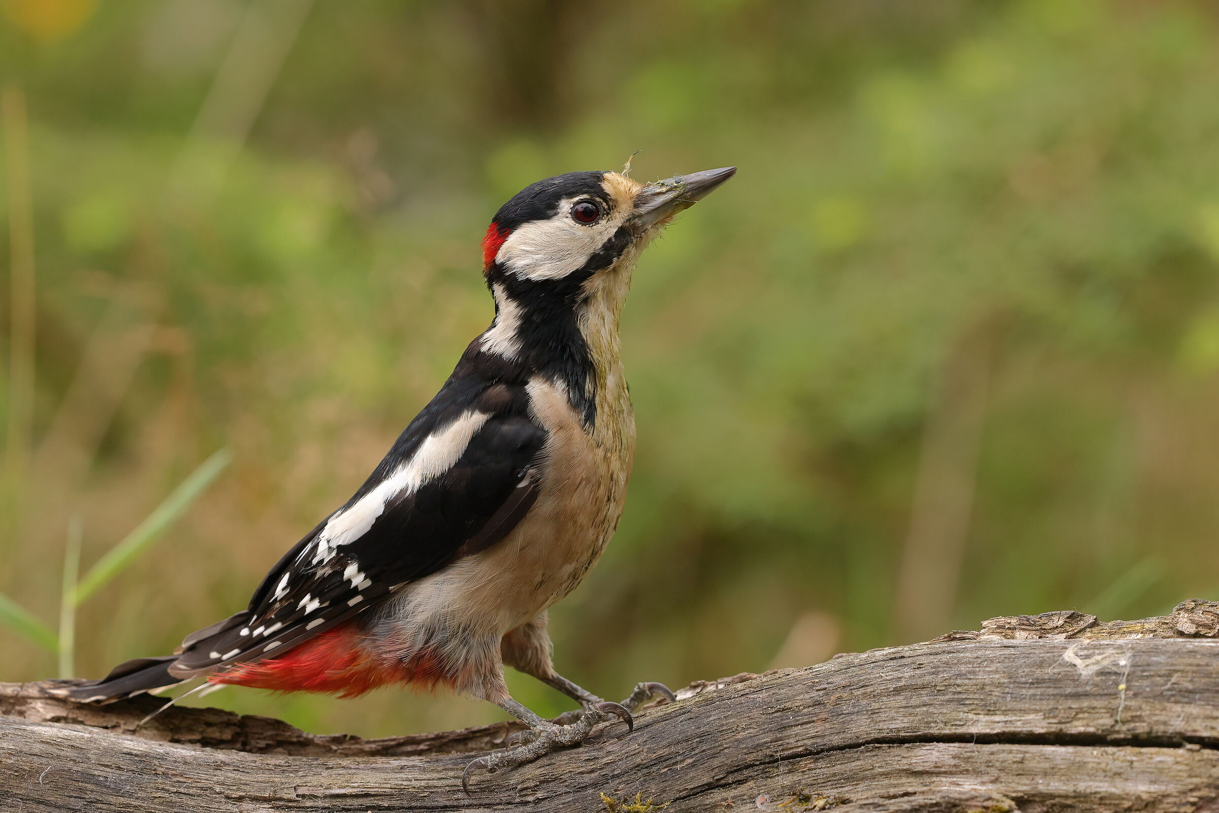 Picchio rosso maggiore