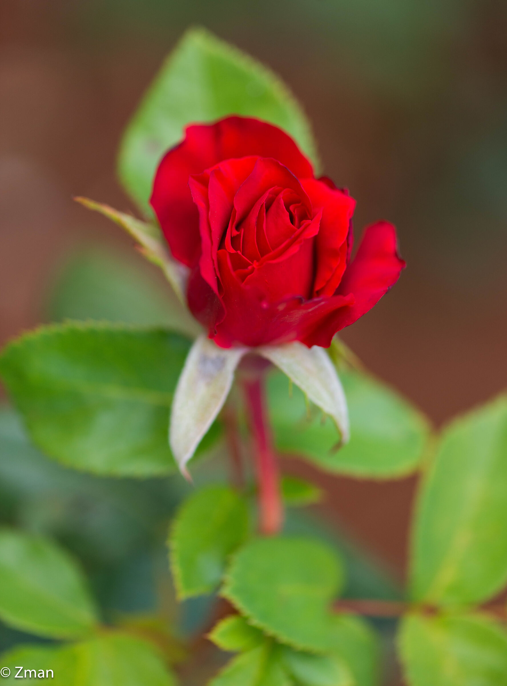 Rosa Rossa Reale