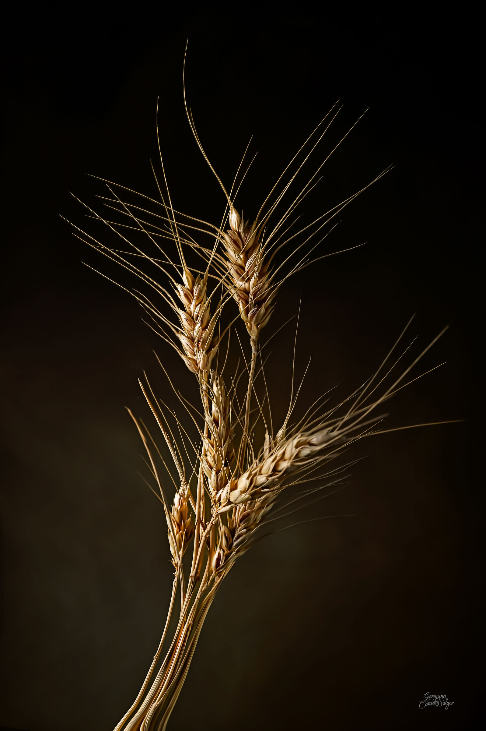 An ear of wheat