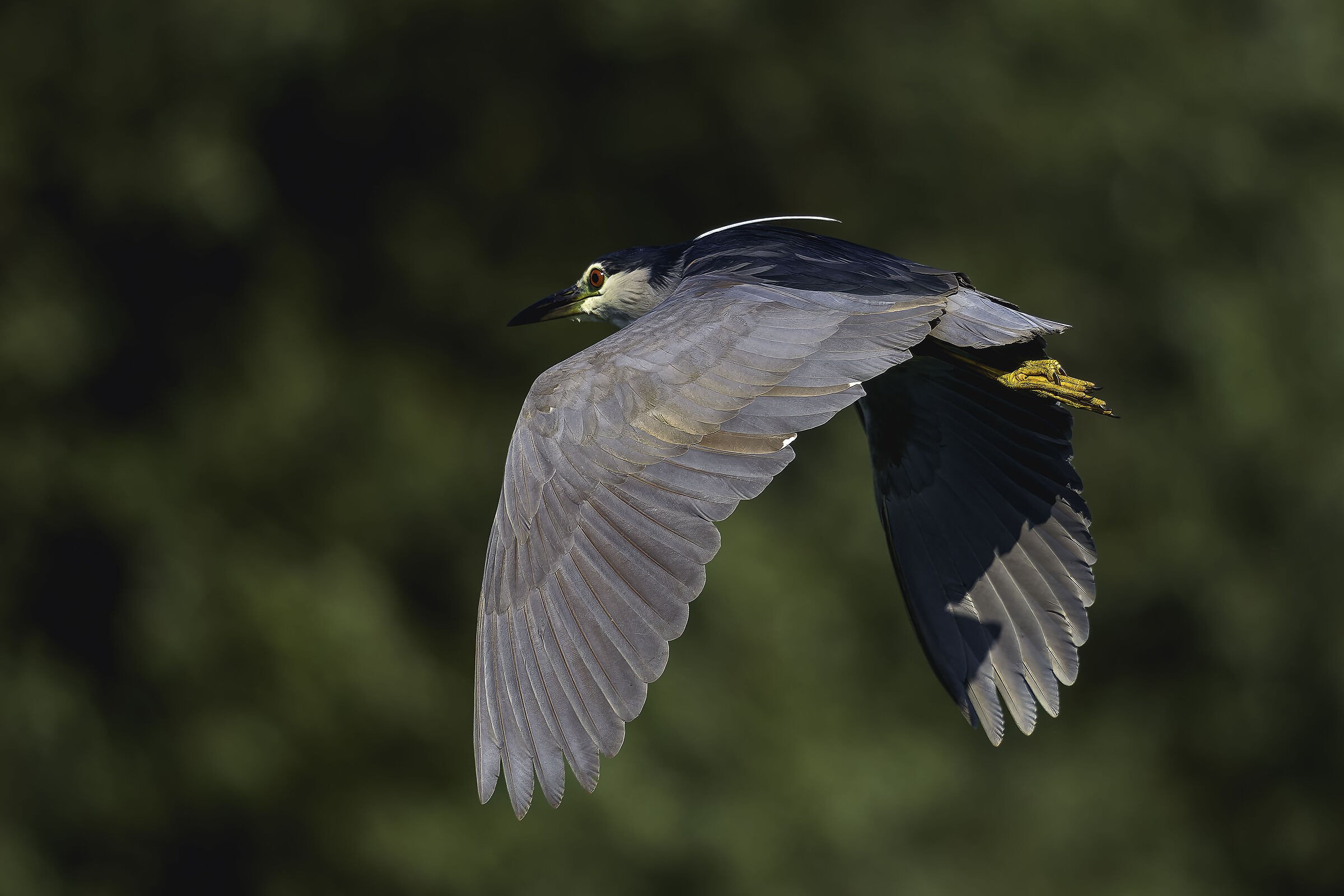 Night Heron