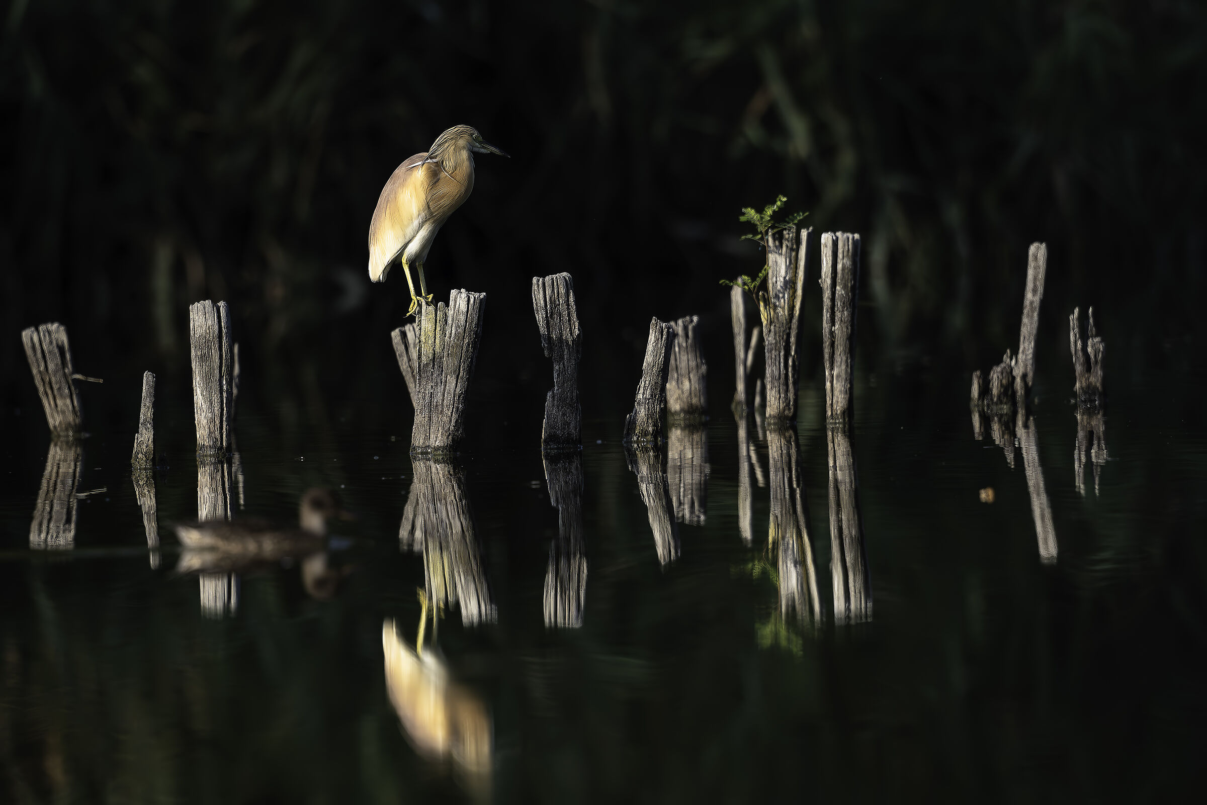 Squacco heron