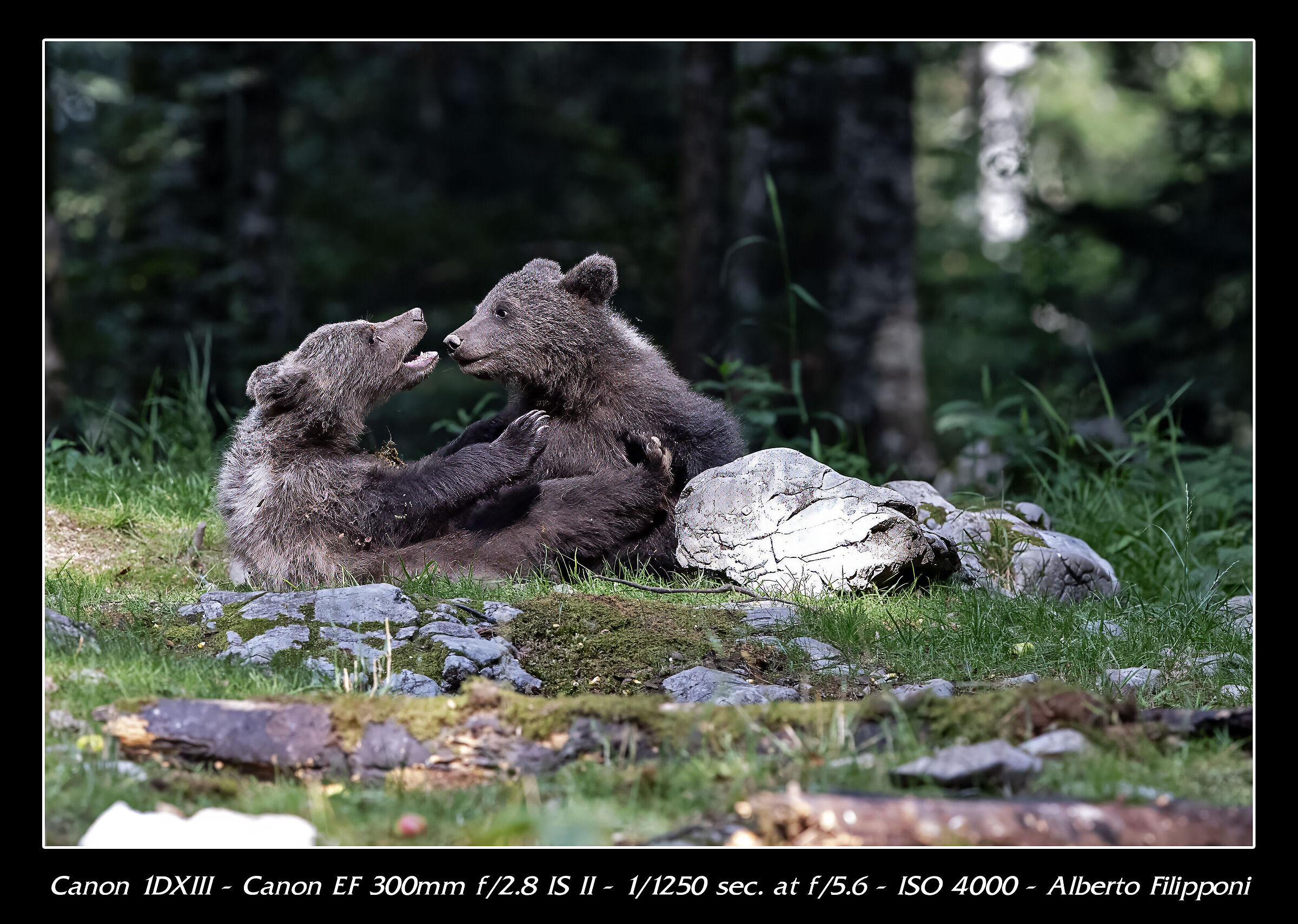 Cuccioli di Orso Sloveni