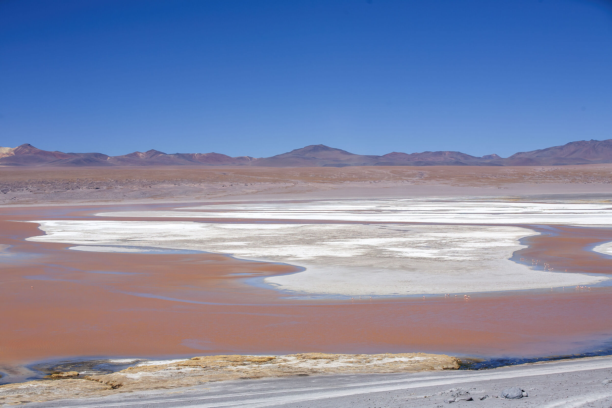 Bolivia Laguna Colorada