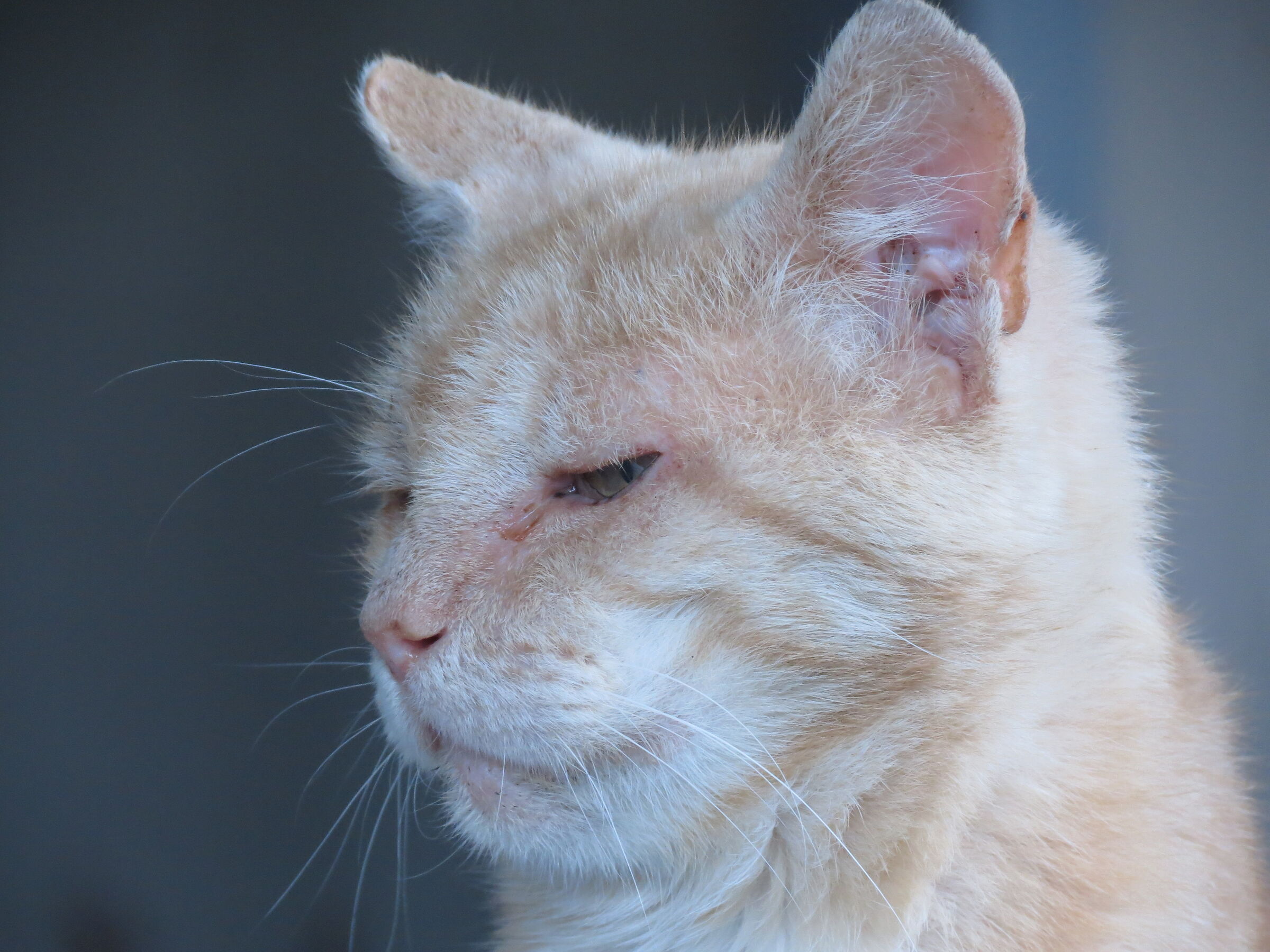 Rocky non vuol essere disturbato.
