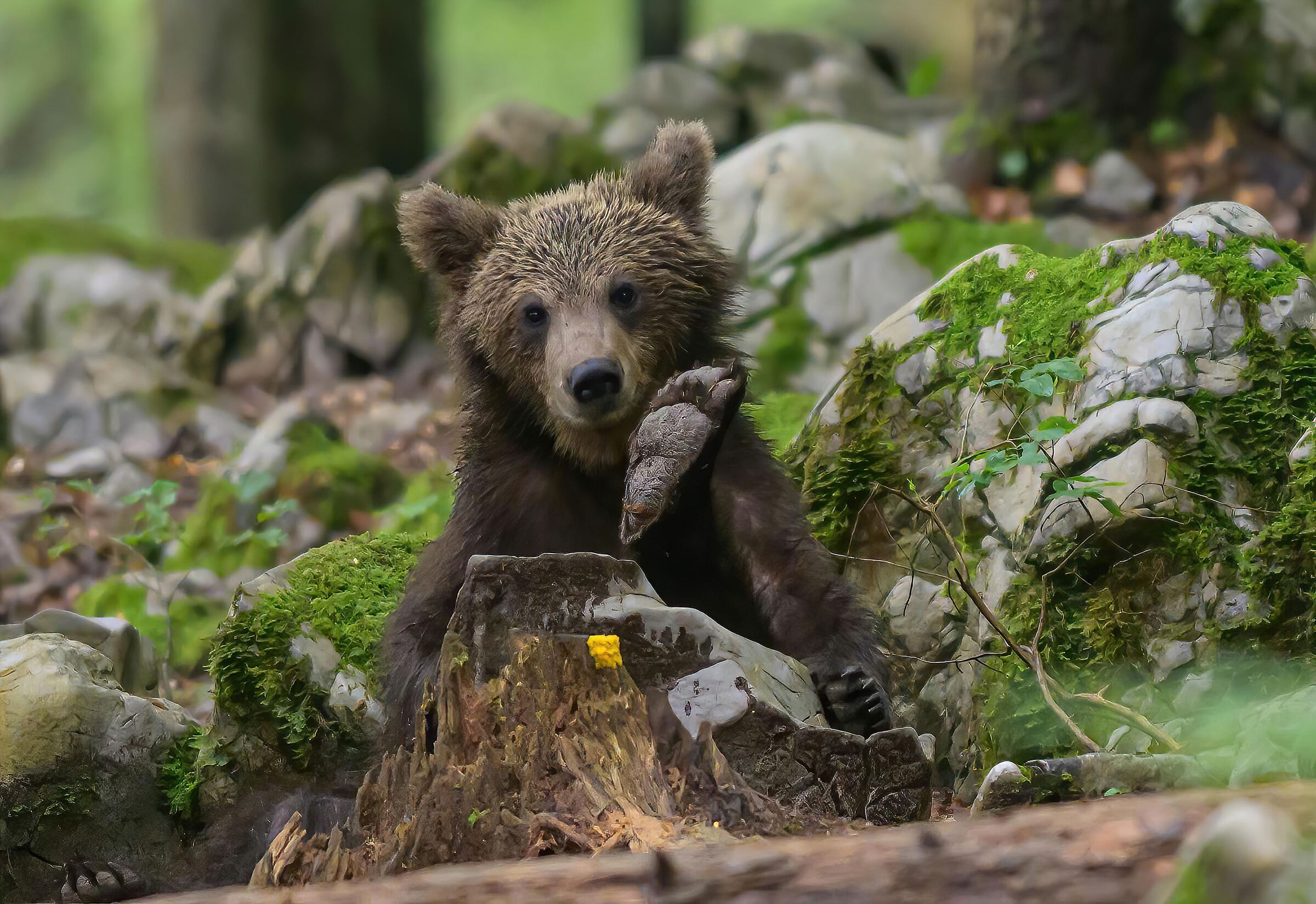 BEARS OF SLOVENIA