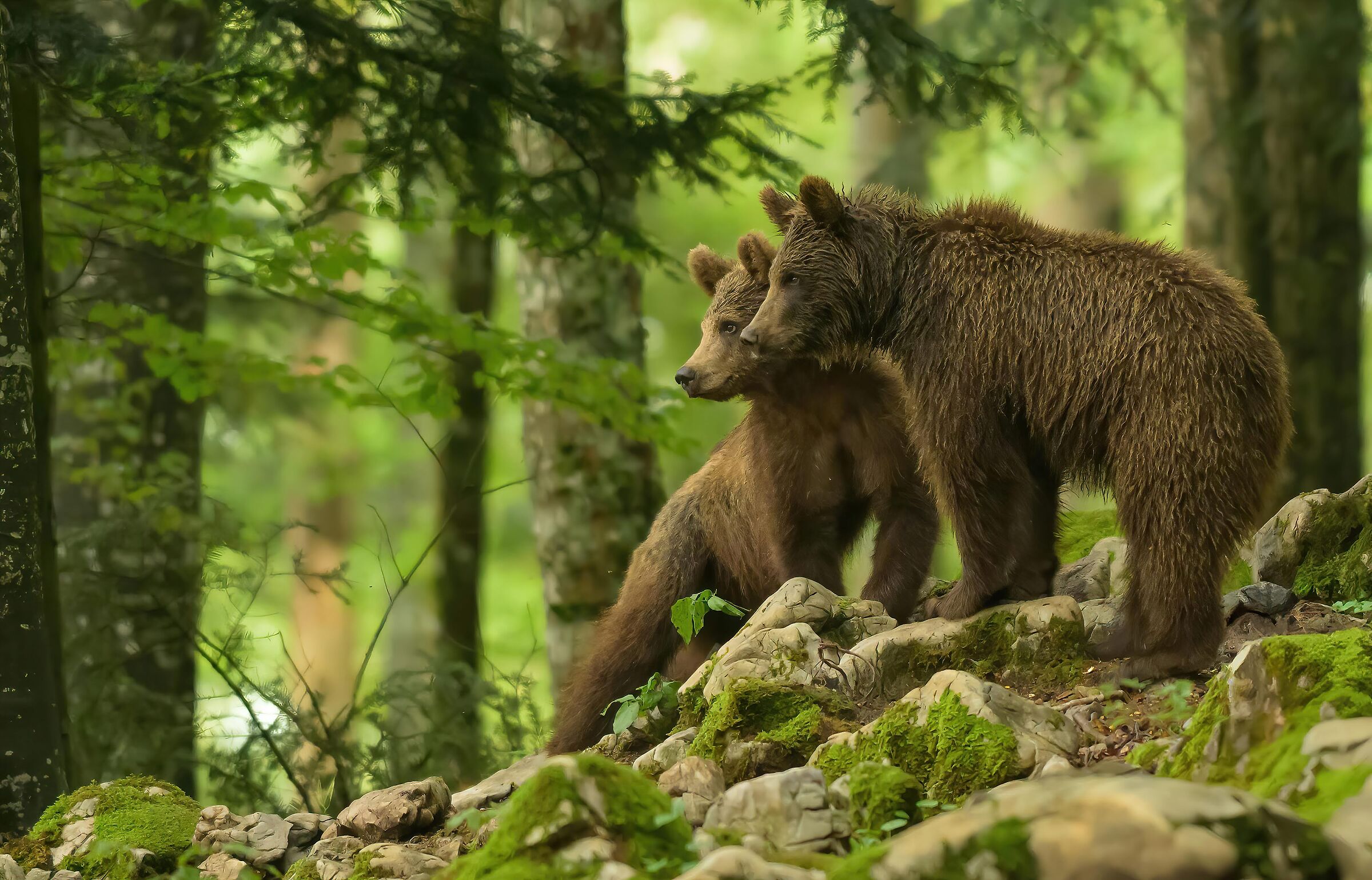 BEARS OF SLOVENIA