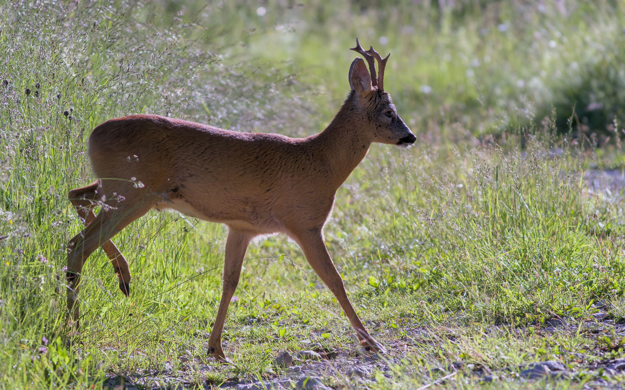 Passeggiata mattutina