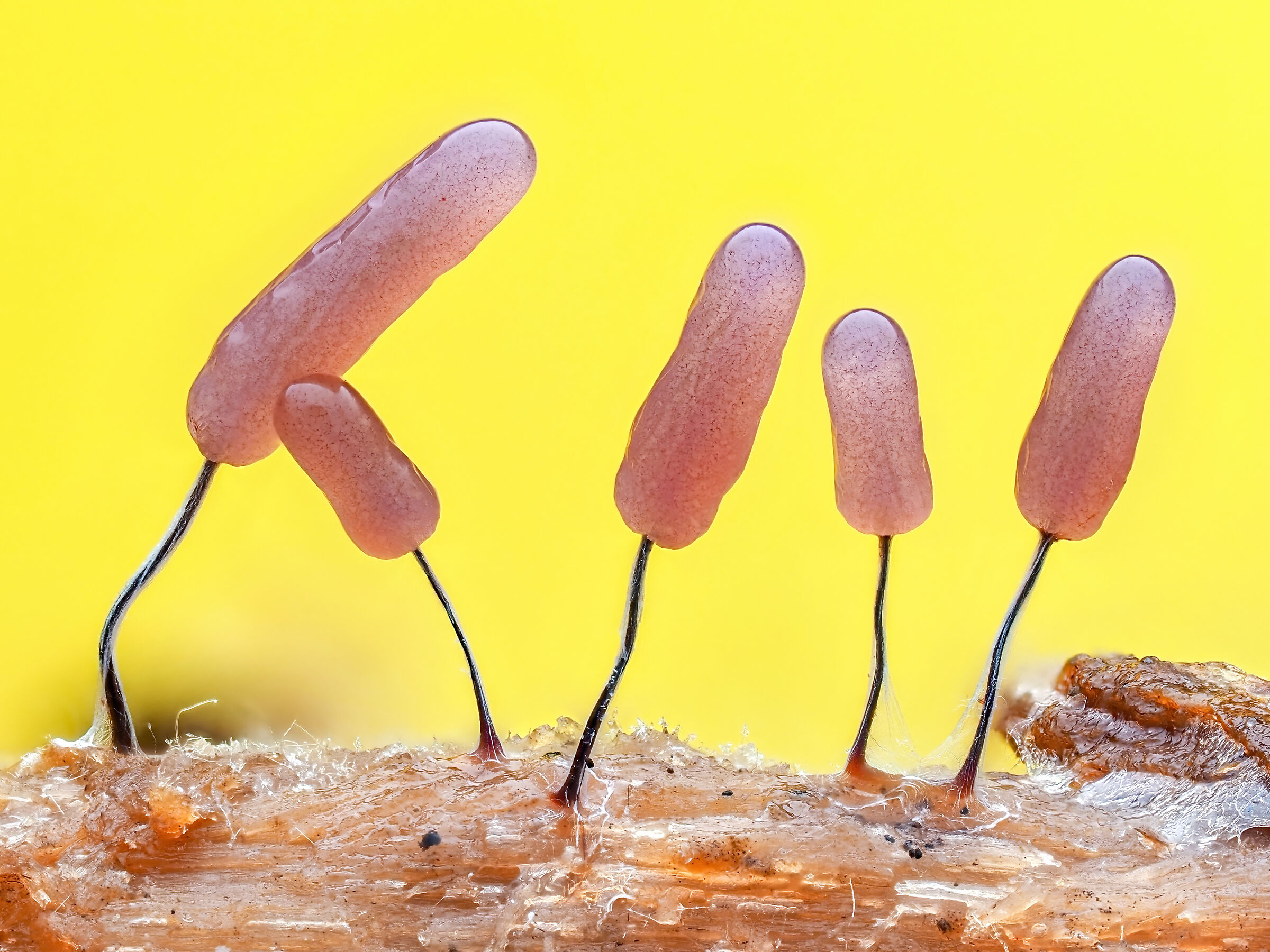Stemonitopsis typhina