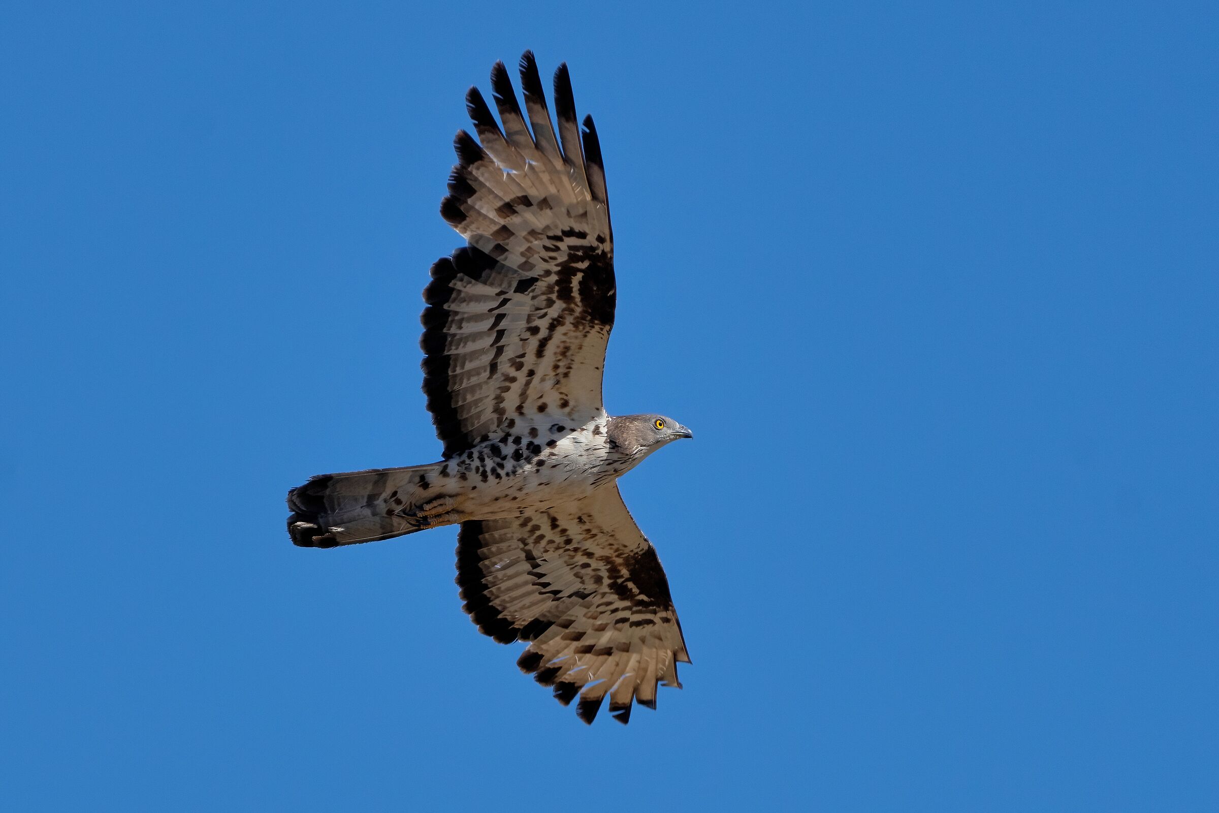 Falco Pecchiaiolo (Pernis apivorus)
