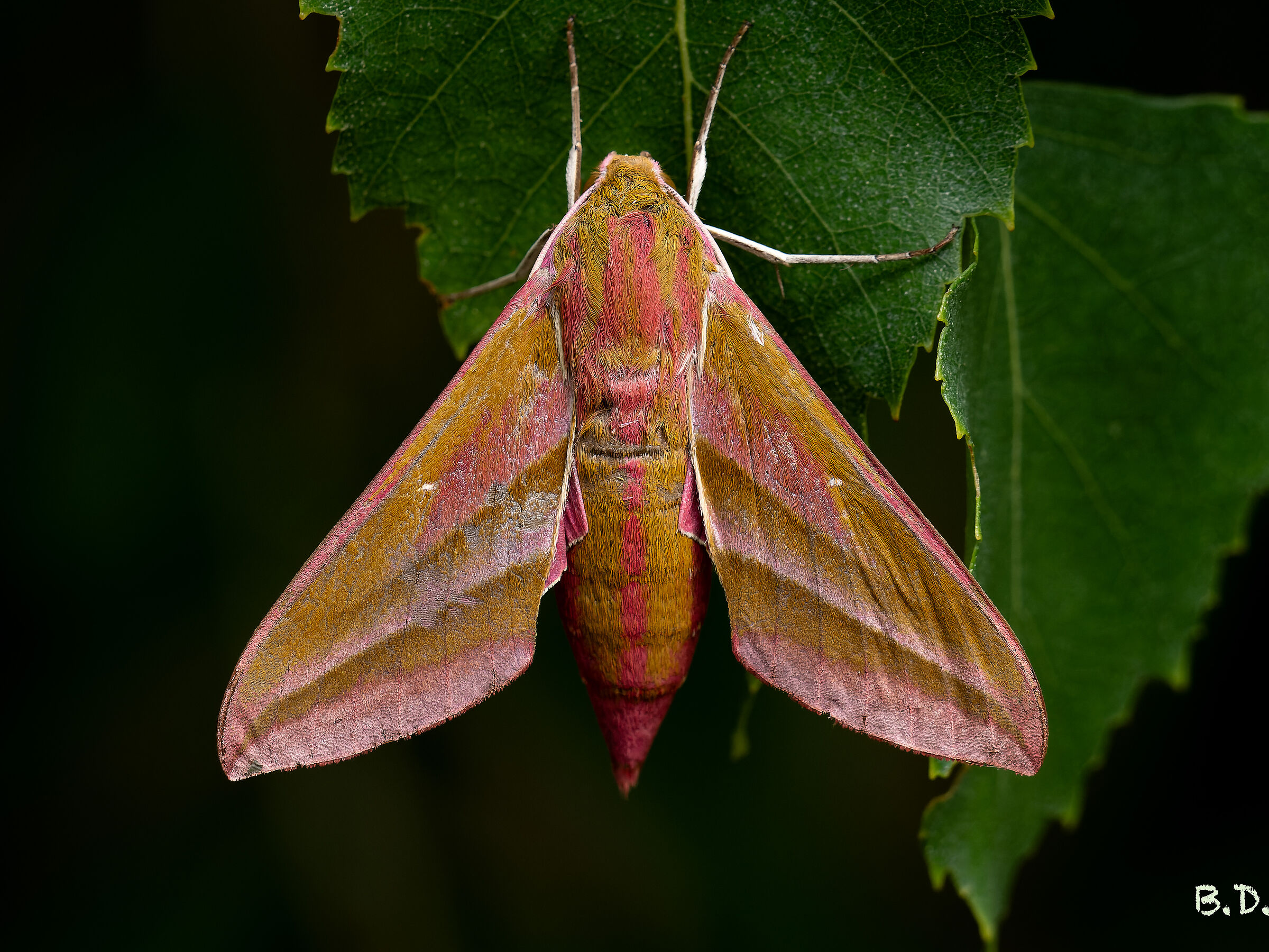 Deilephila elpenor