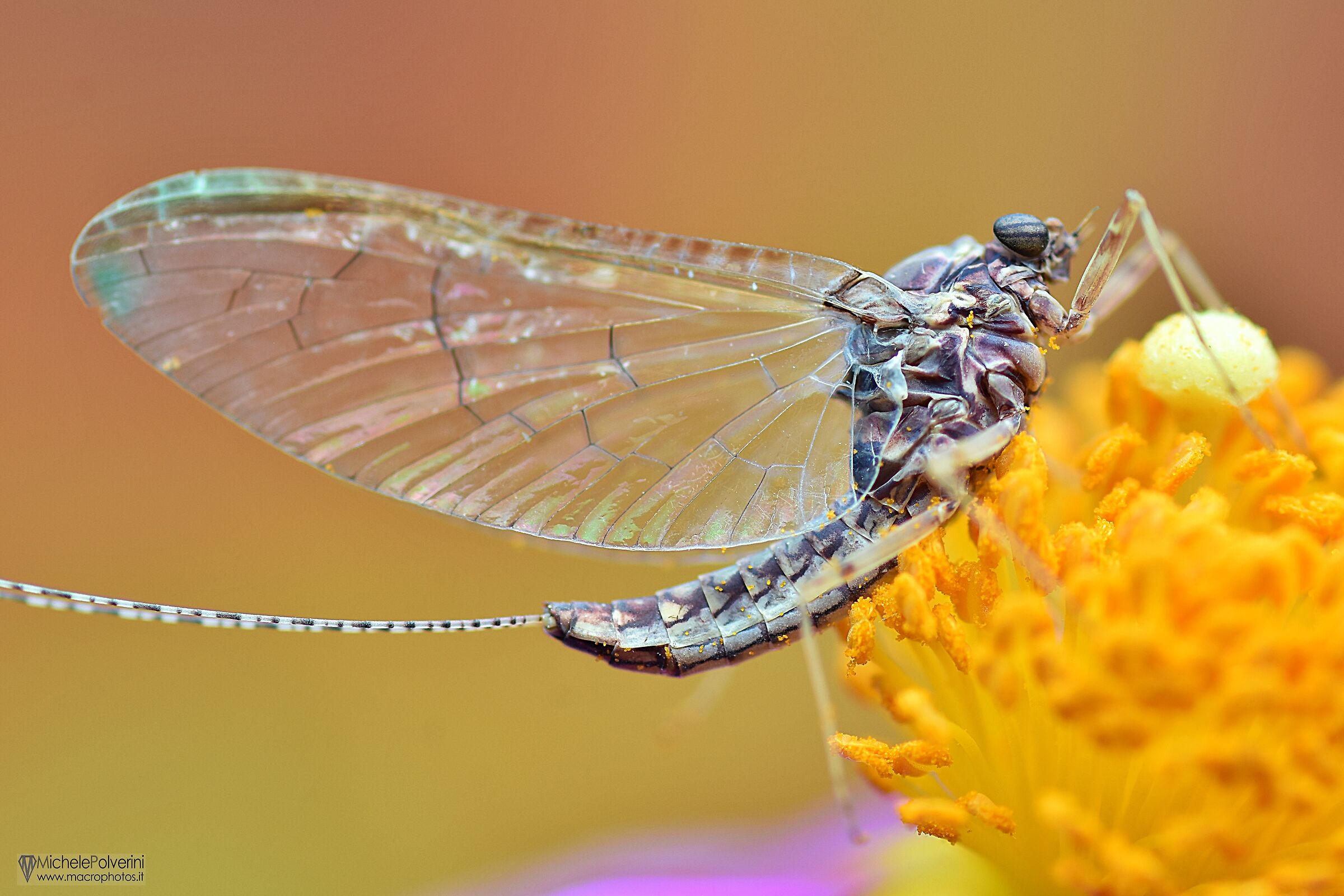 Cloeon Dipterum 27 May 2024