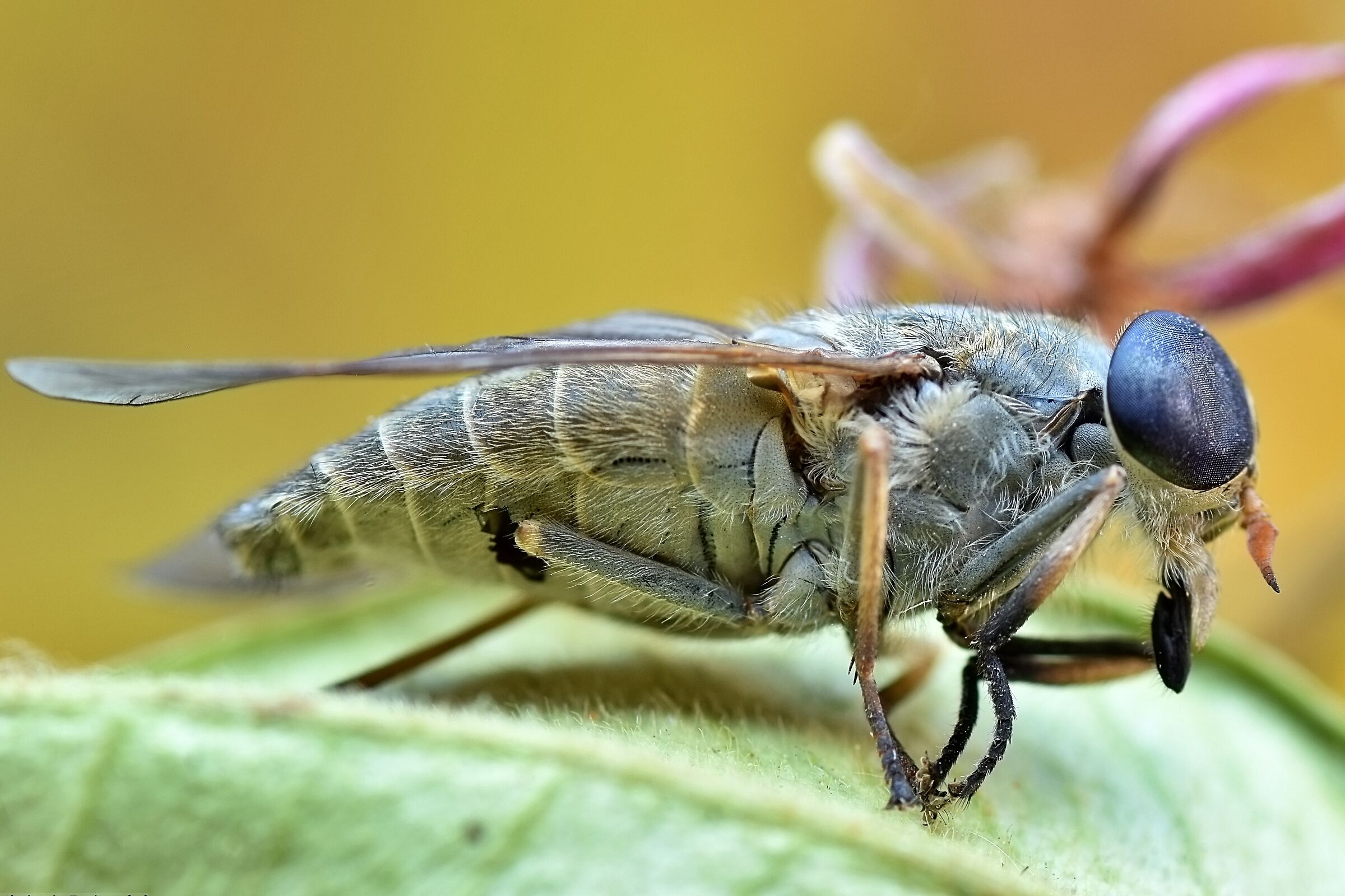 Tabanus bromius -Horsefly - June 14, 2024