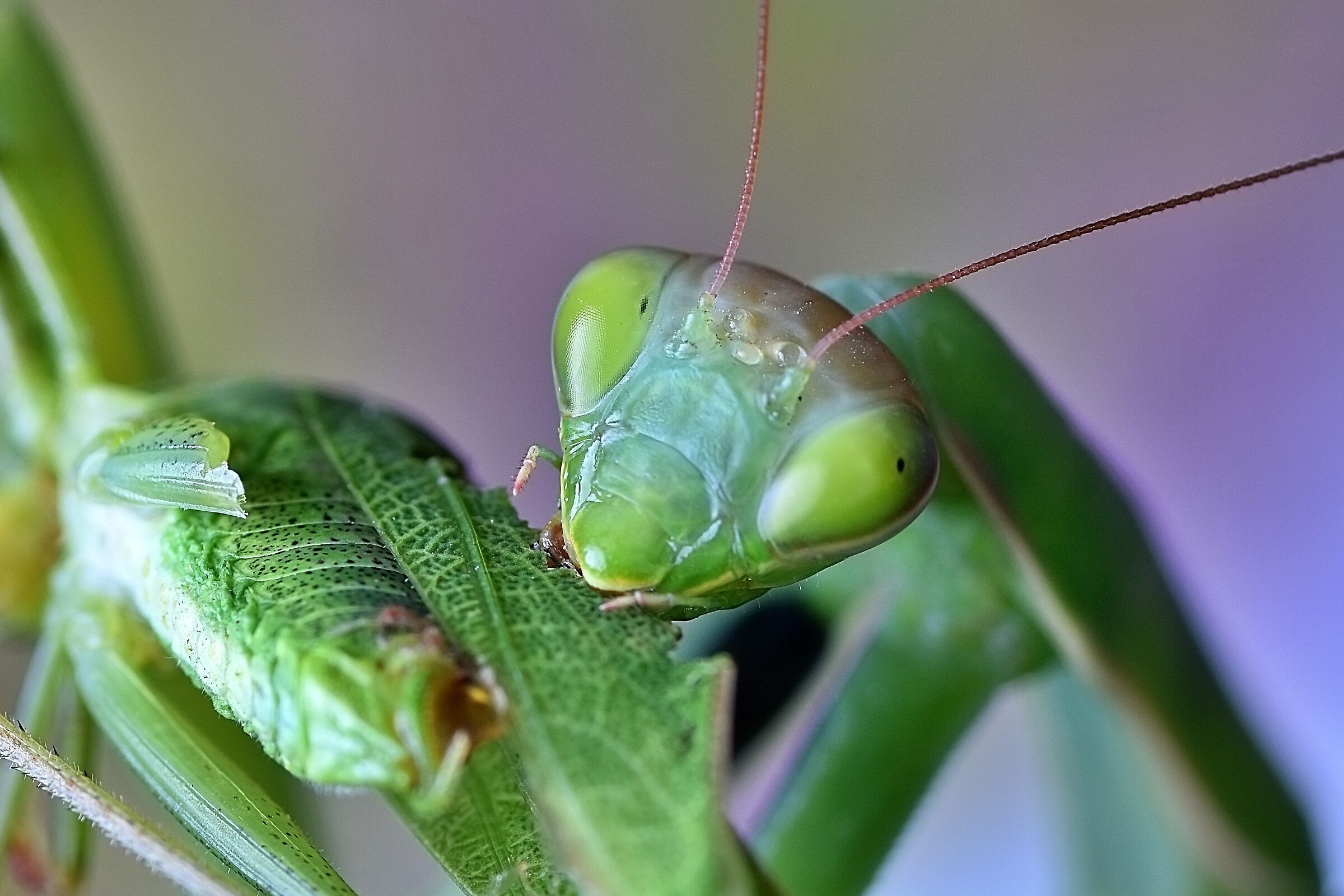 Mantis Religiosa September 18, 2022