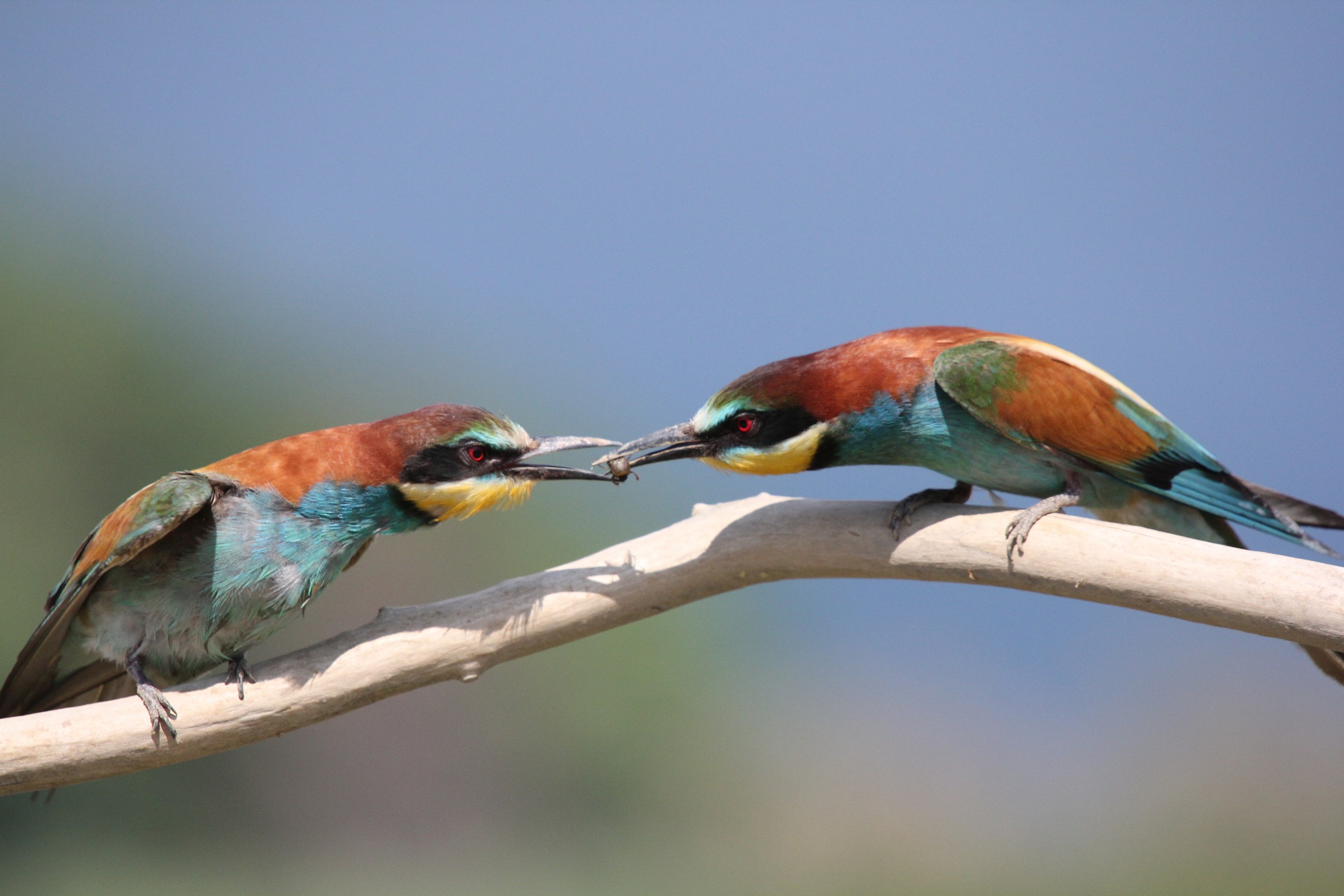 I'll give you a little present