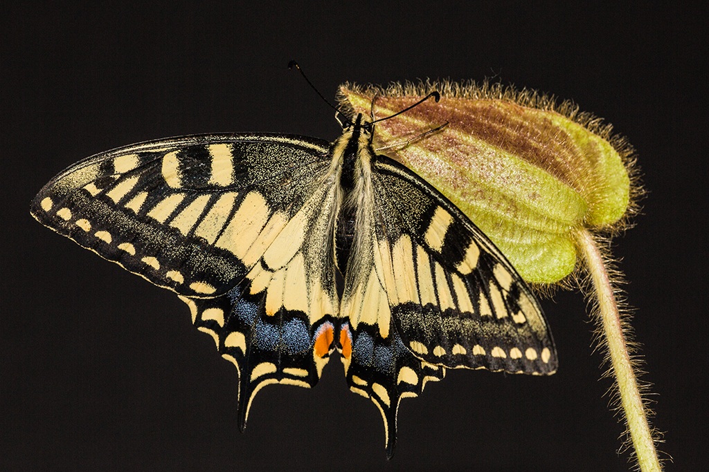 Machaon