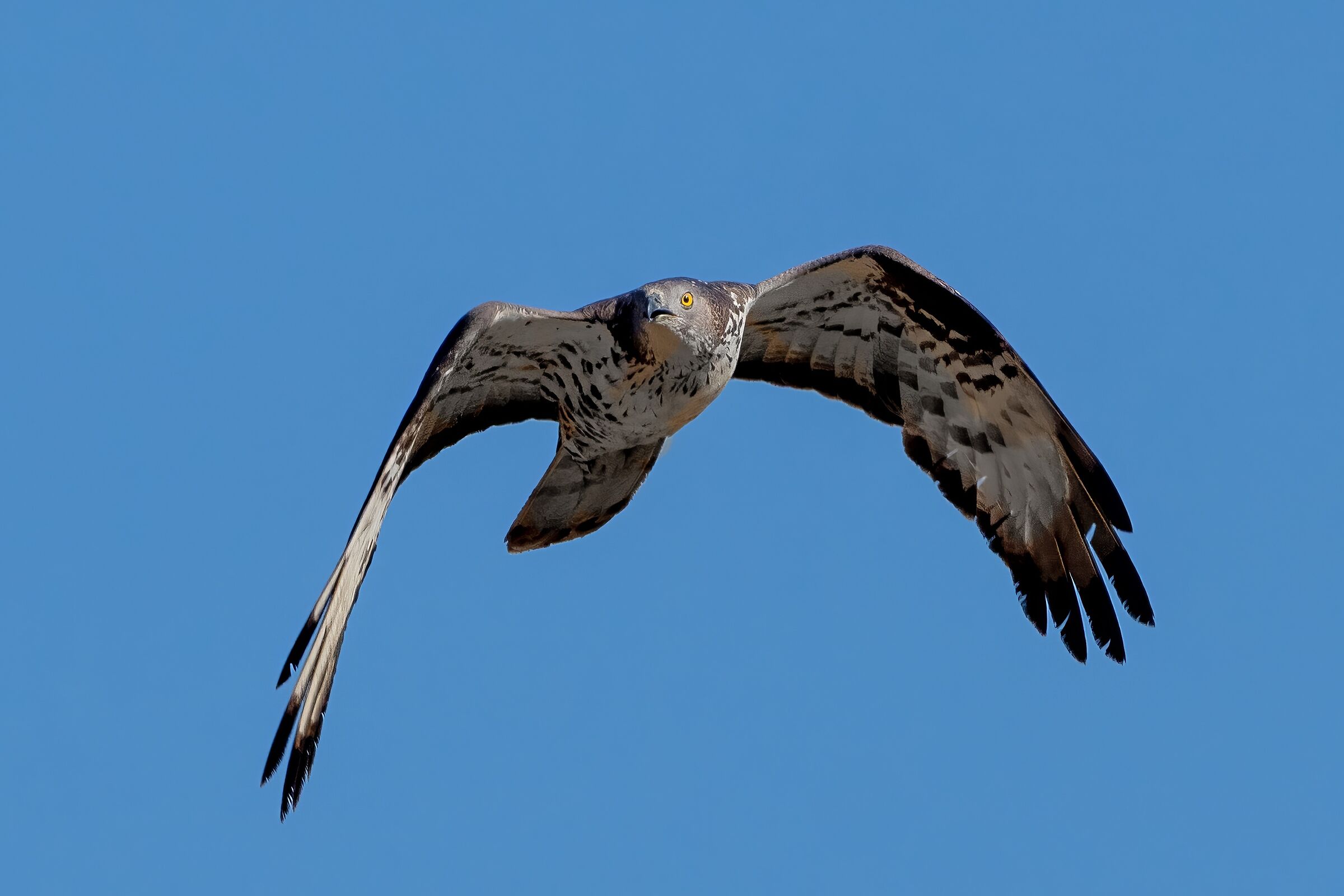 Honey Buzzard (Pernis apivorus)