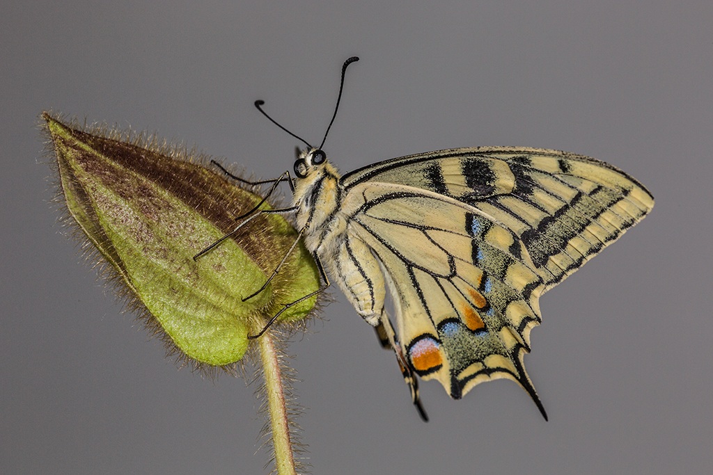 Machaon