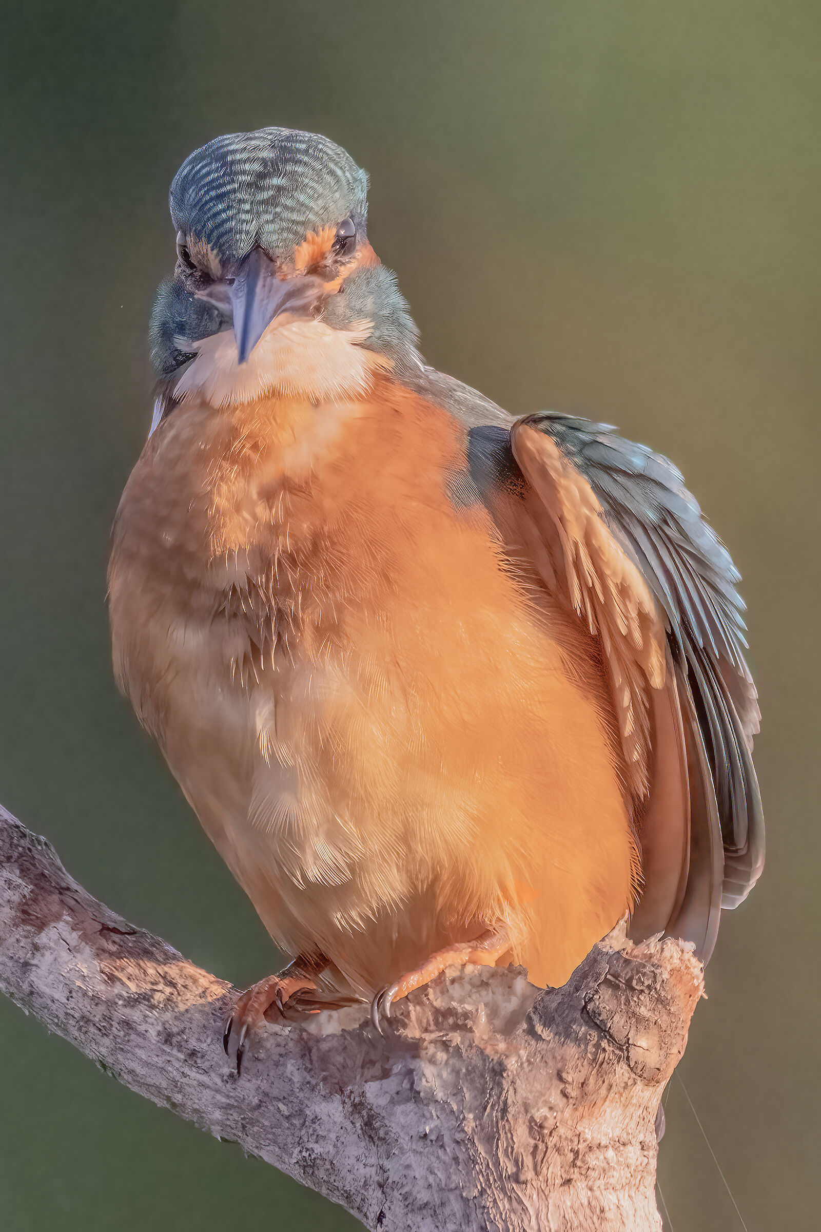 Martin pescatore in posa