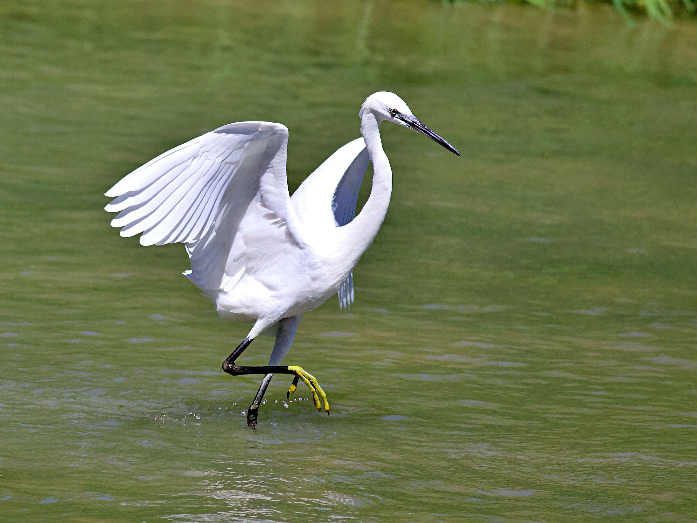Sempre con la massima eleganza