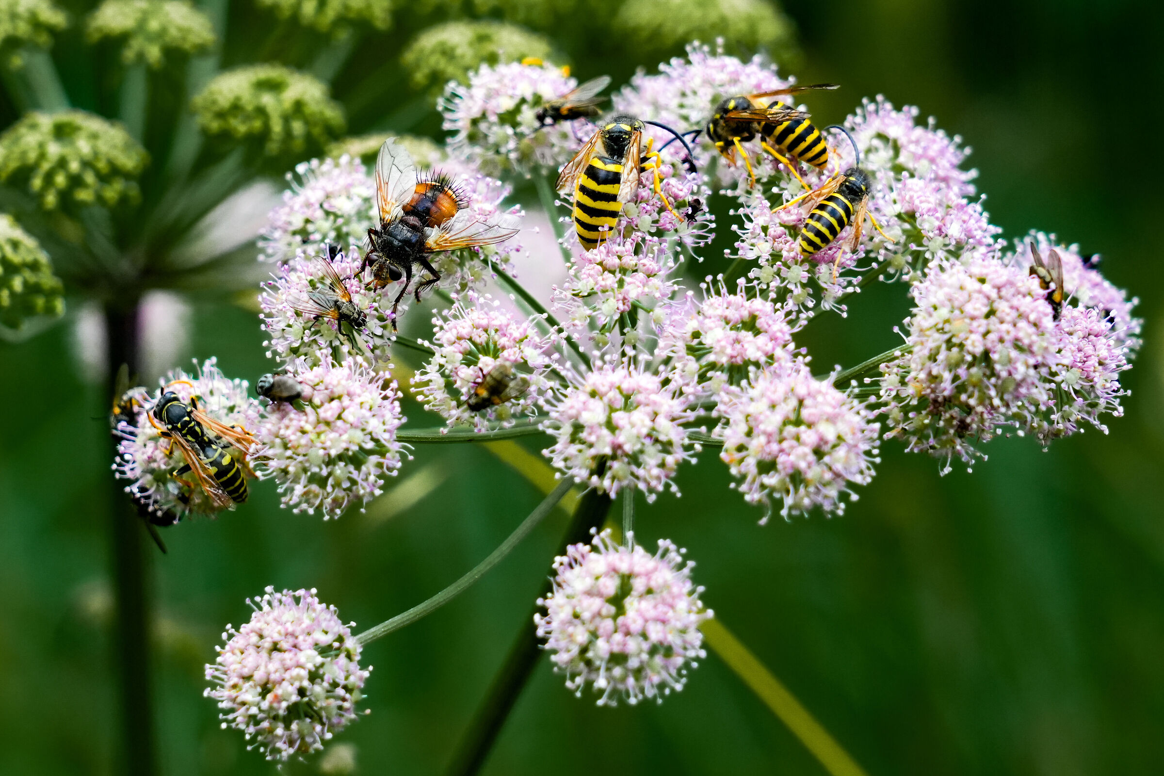 A decidedly crowded flower!