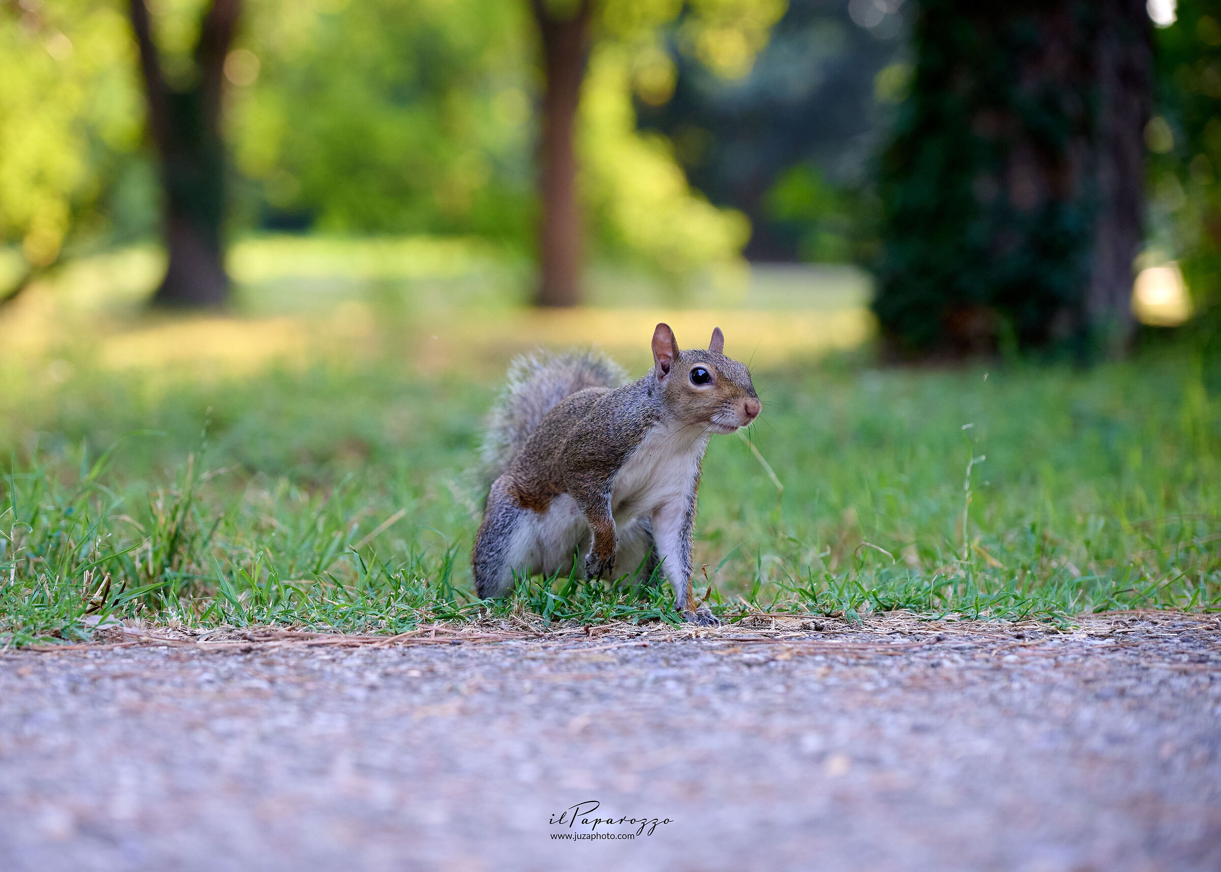 Scoiattolo Grigio