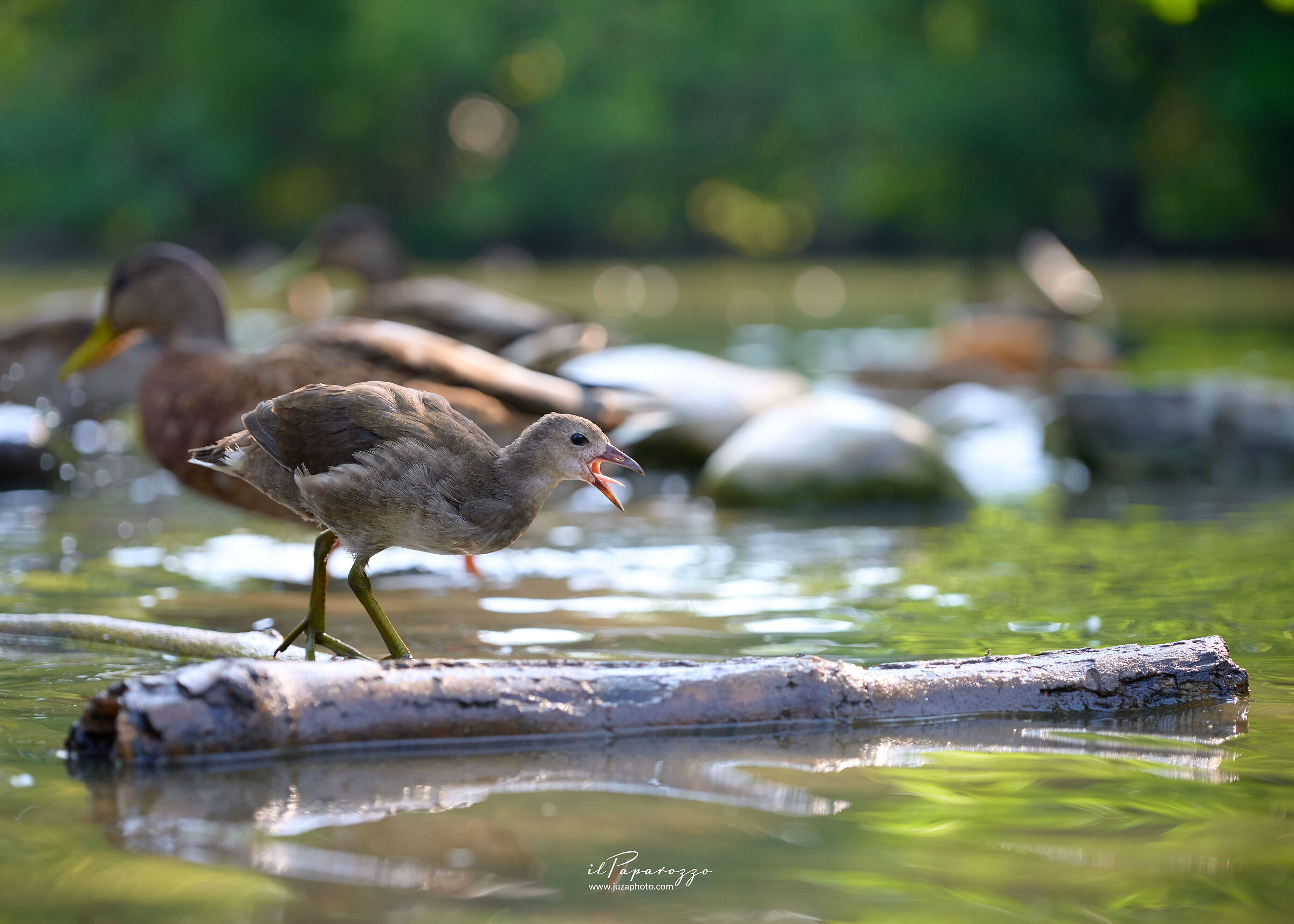 Gallinella d'acqua