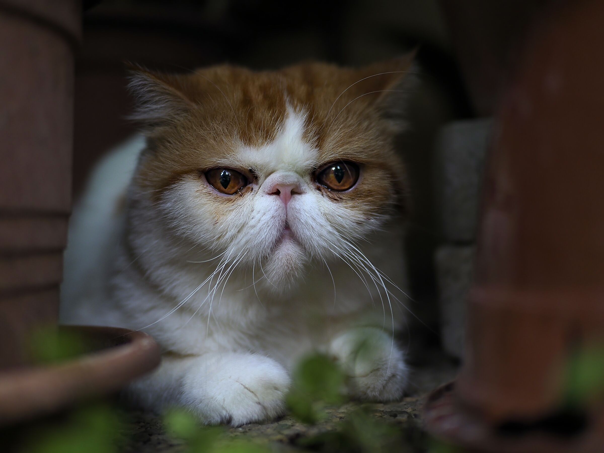Flappo, Exotic Shorthair