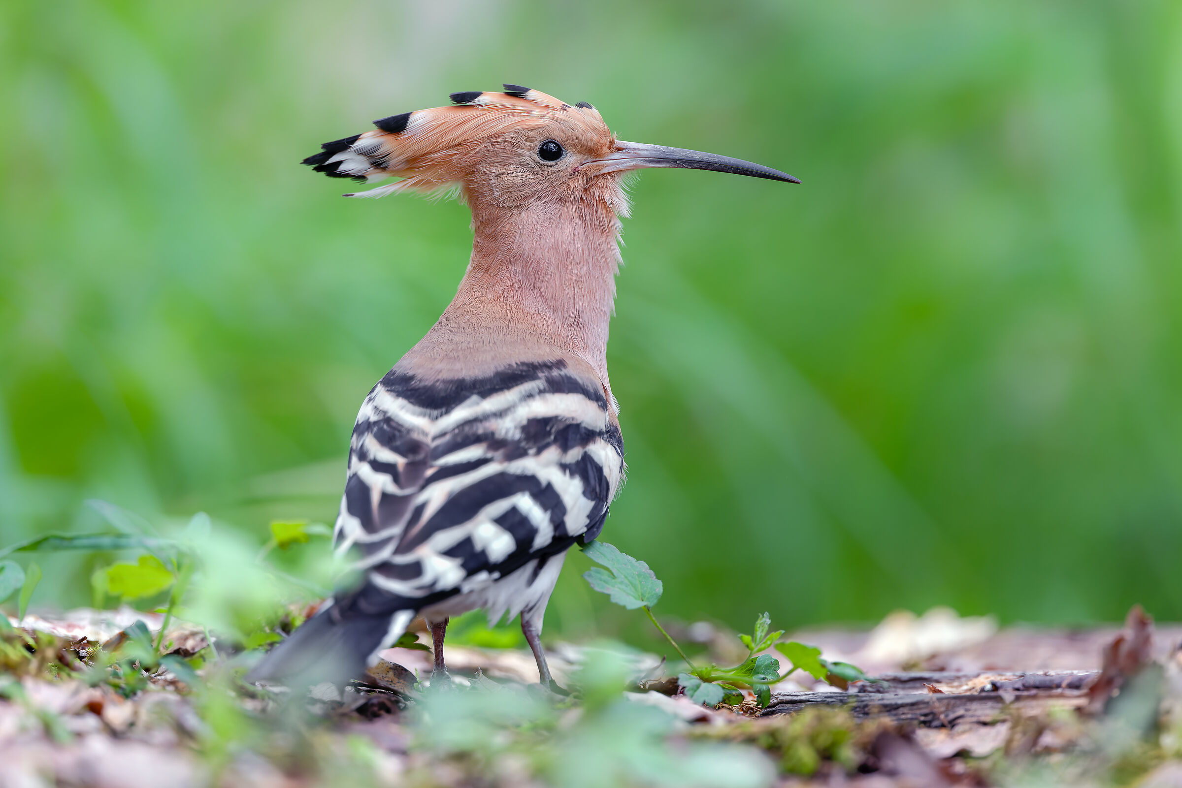 HOOPOE