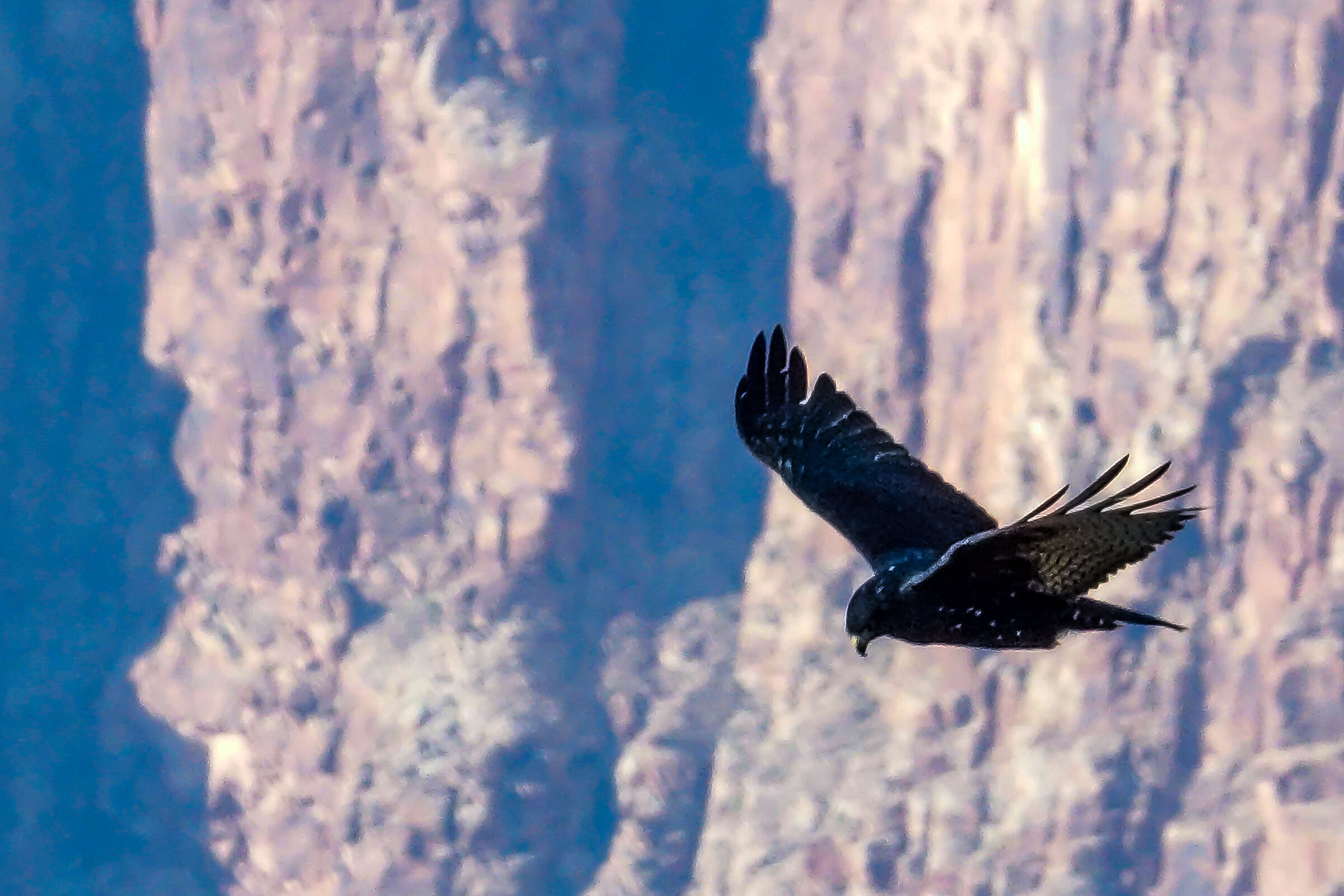 Grand Canyon Eagle