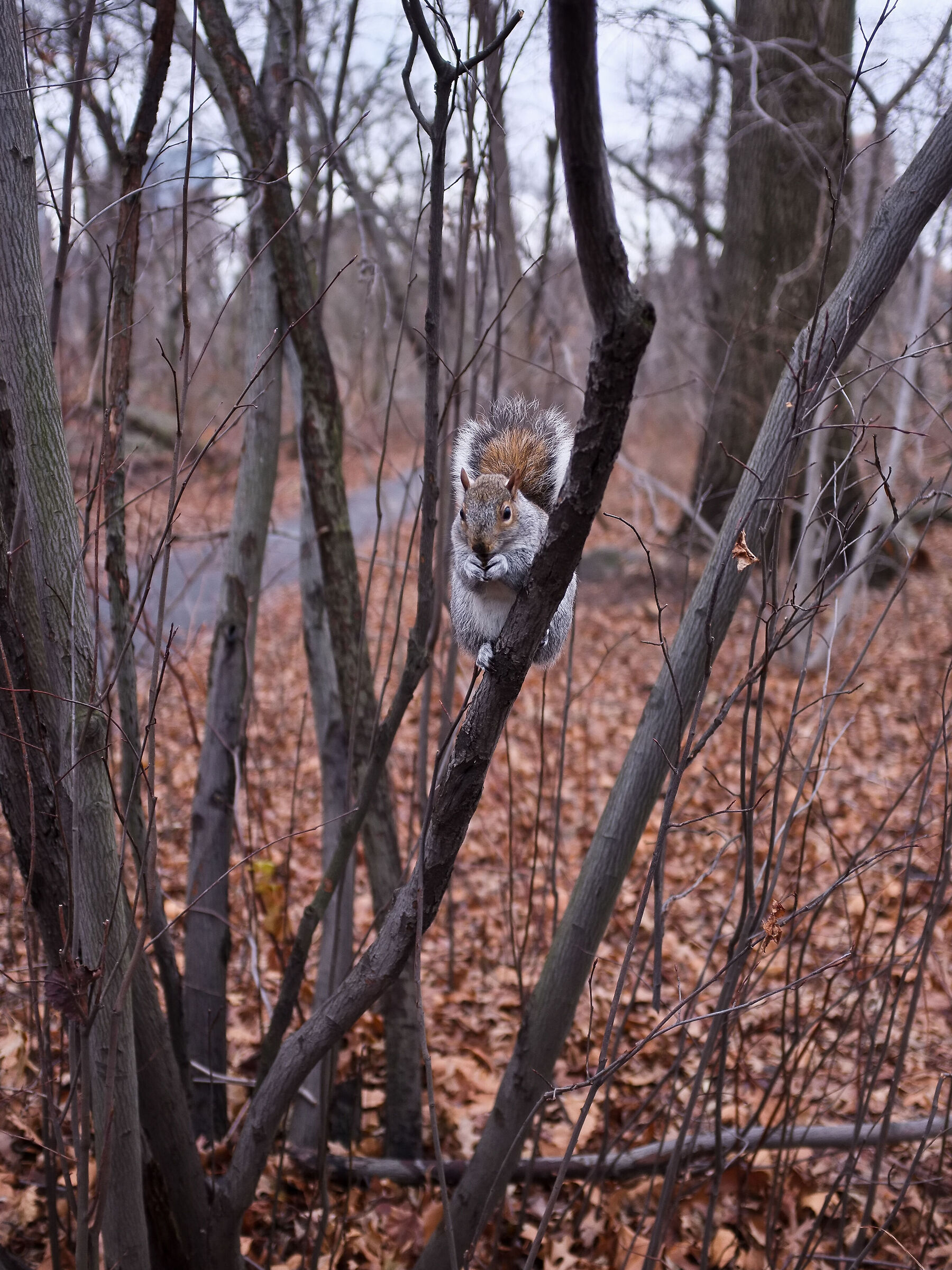 Squirrel in the branches